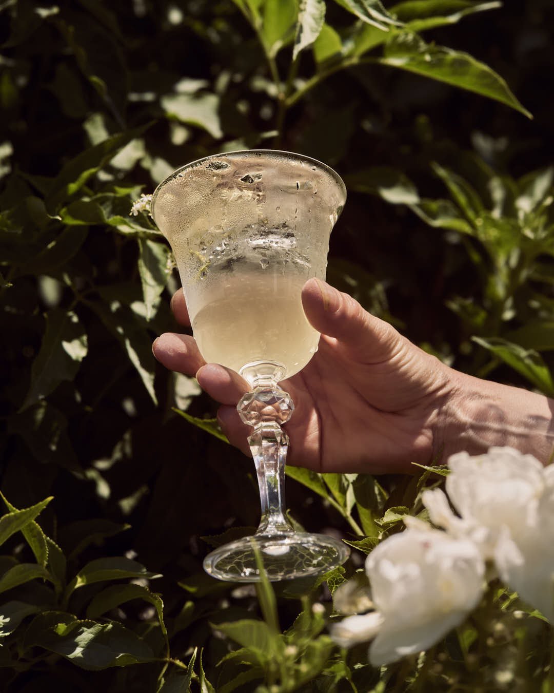 hand holding spritz by elderflower bush