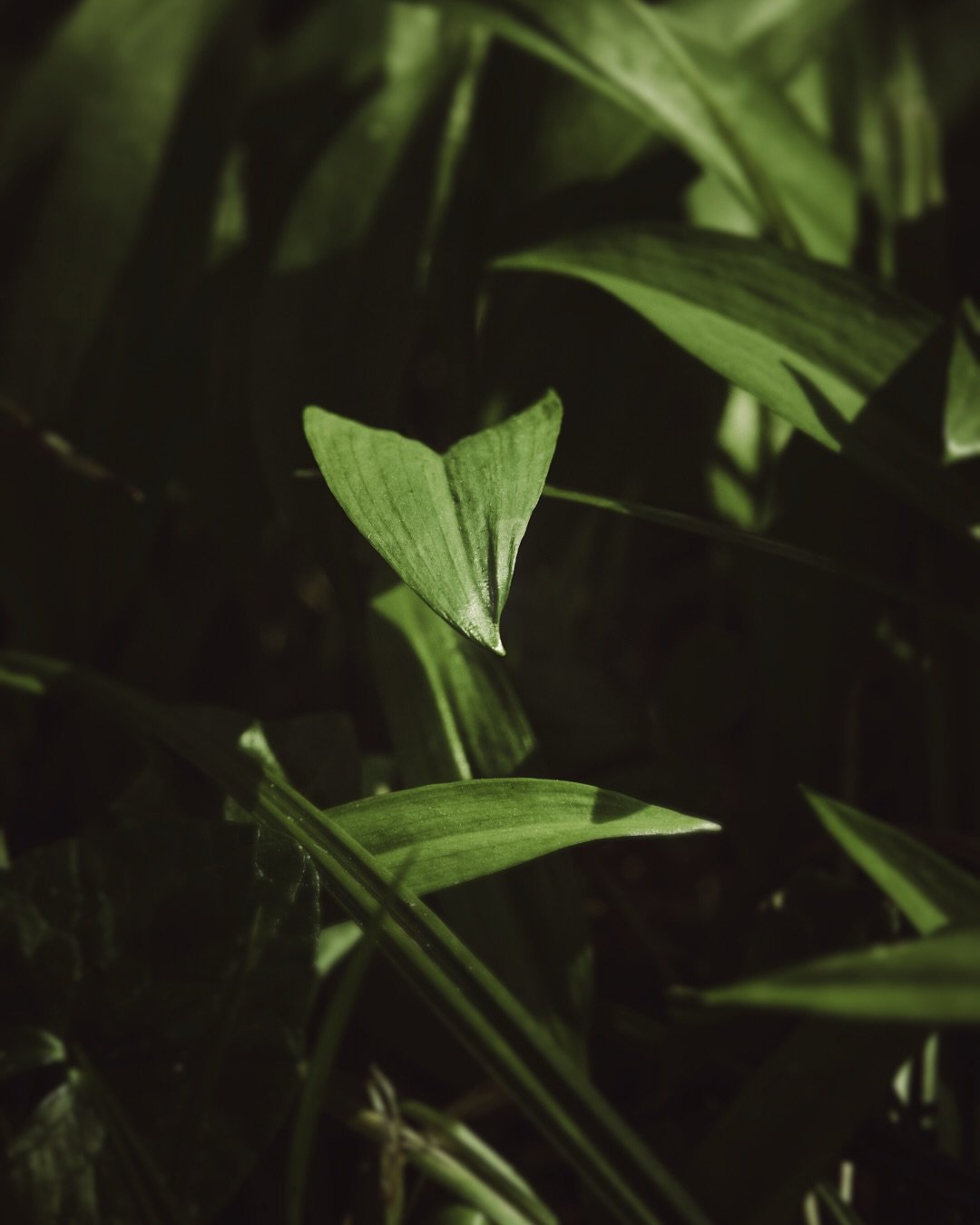 Welcome to my magical place 🍃💚

#wildgarlic #springtime #foraging #foragedfood #eattheseasons