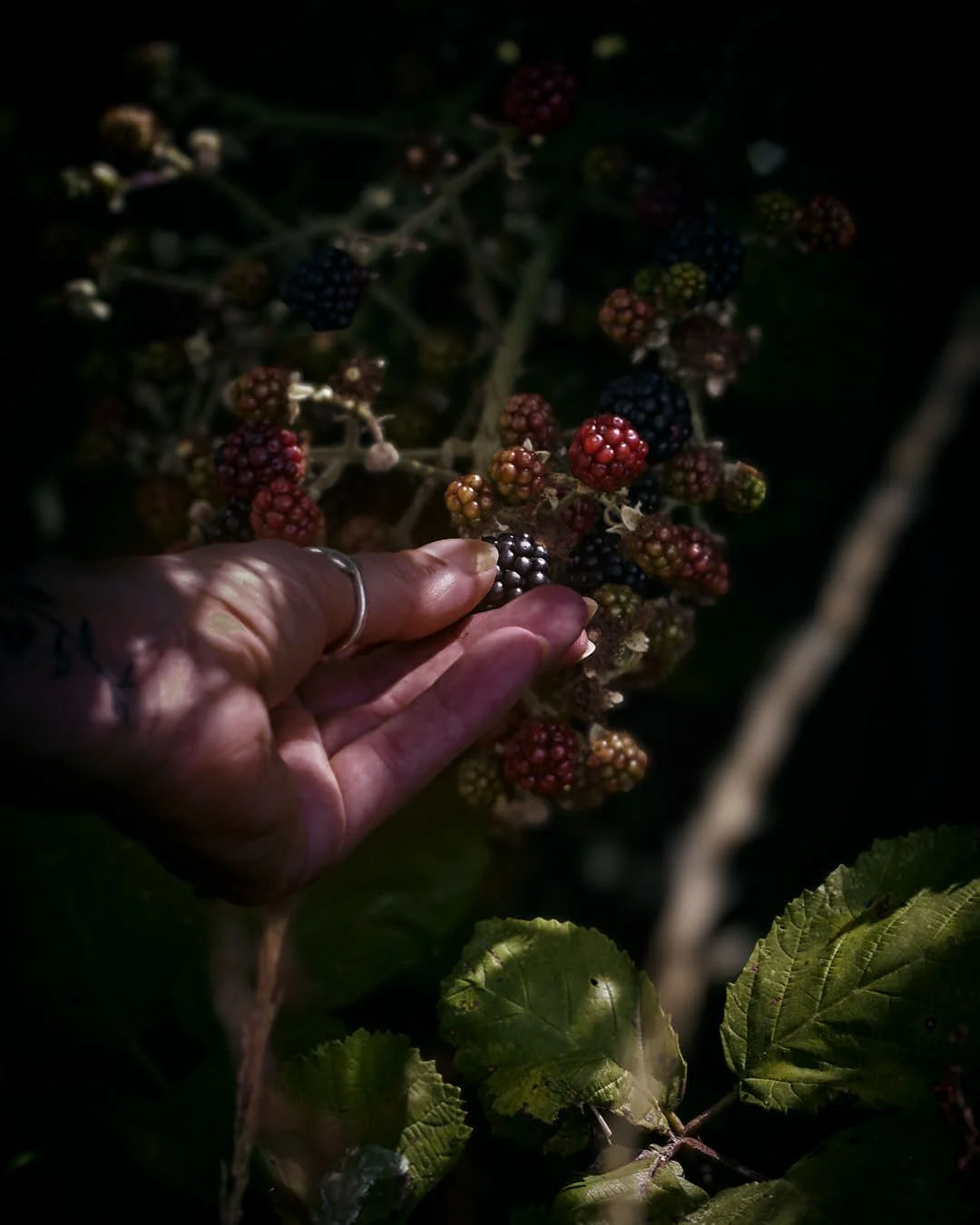 macro image of girls hand picking bramble in chiaroscuro