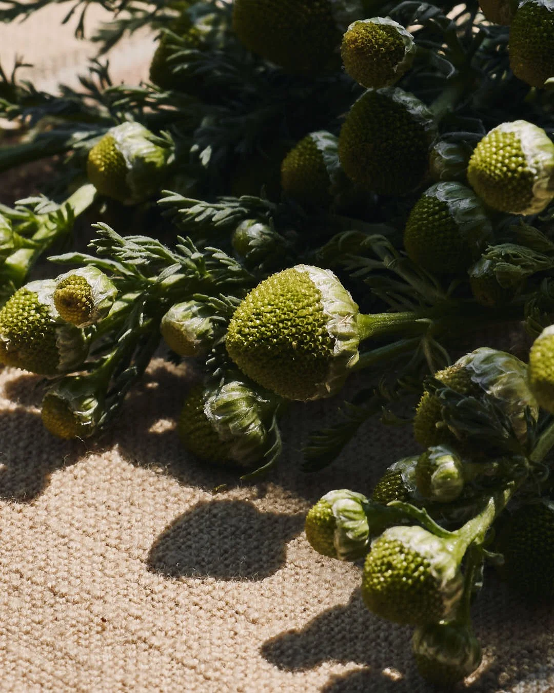macro image of pineapple weed
