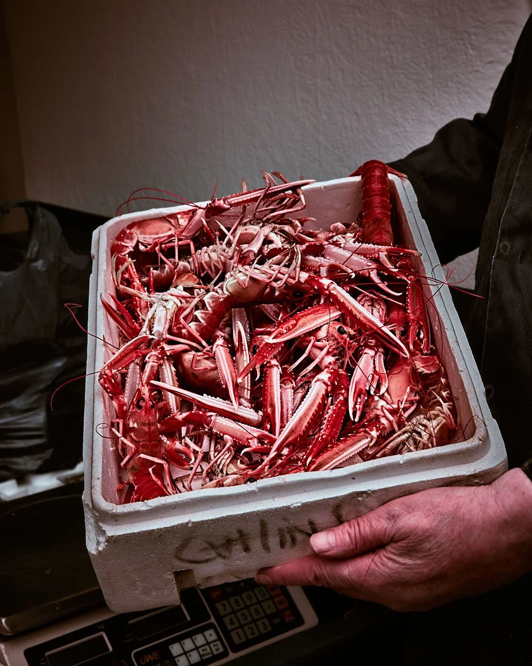 langoustines in styrofoam box being held by fisherman