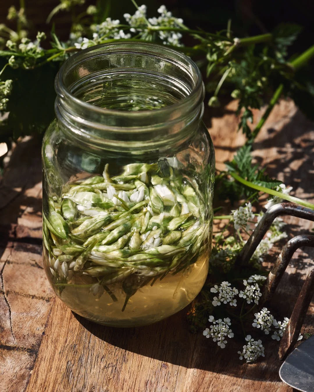 angled overhead macro image of pickled wild garlic buds in outdoor foraging table scene