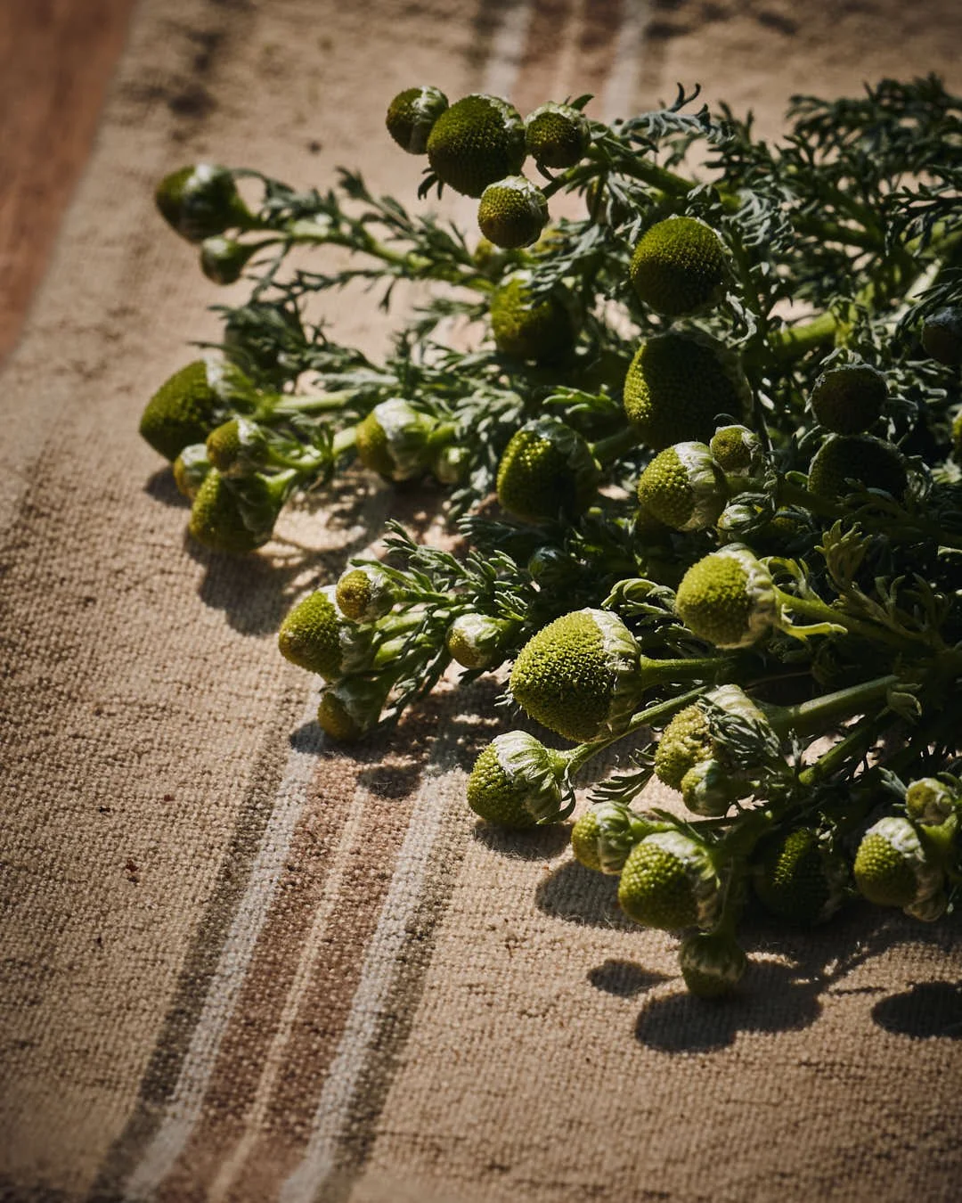 angled image of pineapple weed