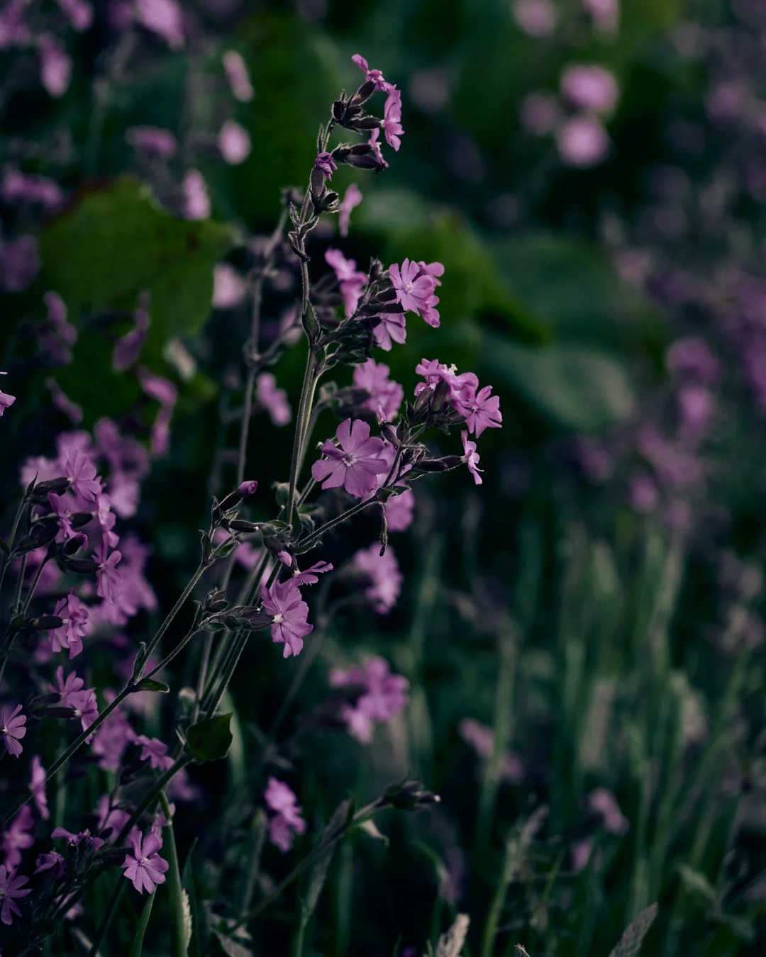 Loveland Farm  10IG Post - GourmetglowSuze Morrison Gourmetglow.JPG