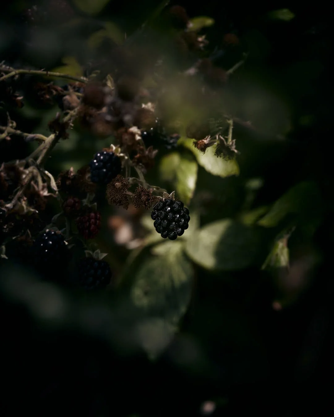 macro image of bramble in chiaroscuro