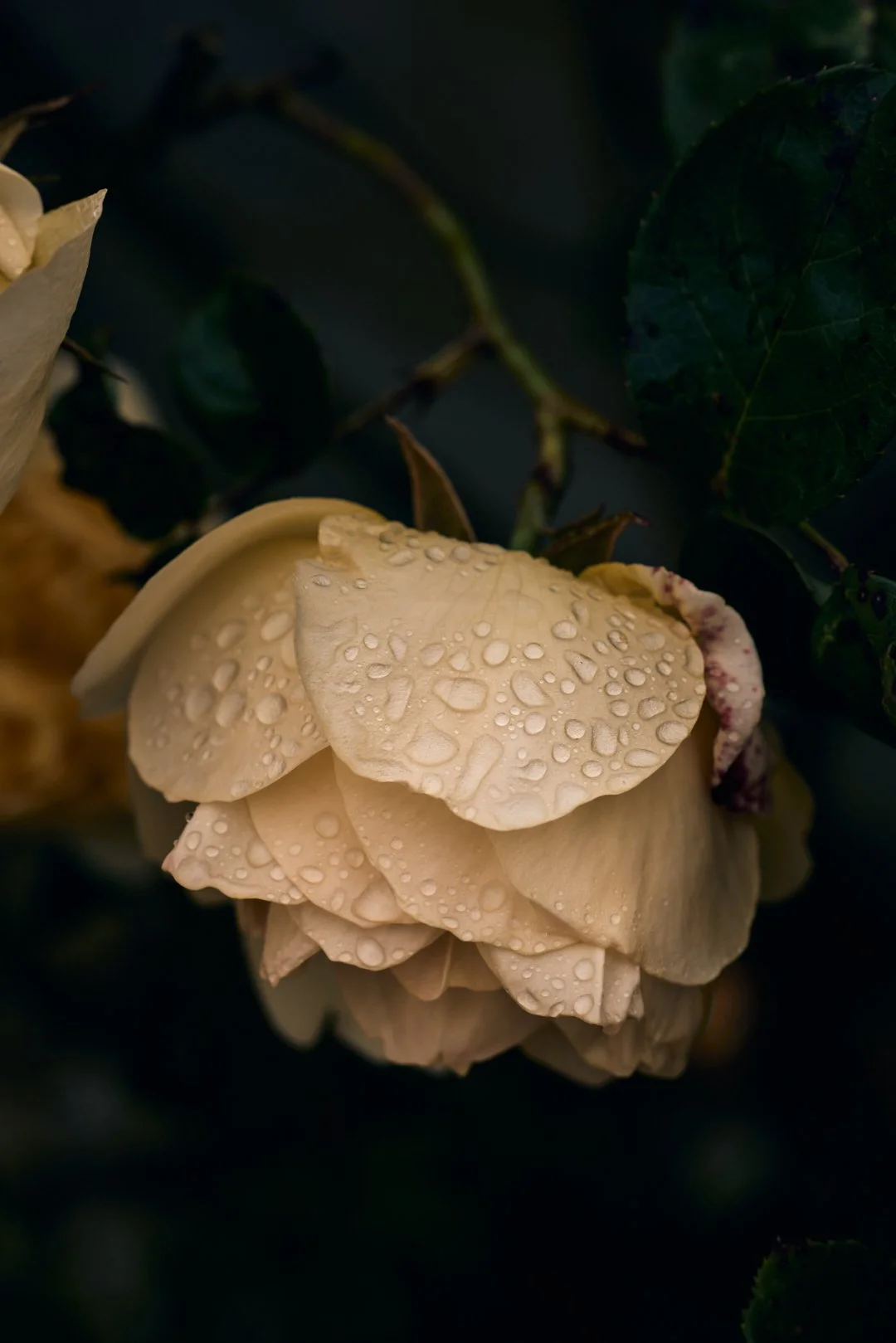 Loveland Farm  8IG Post - GourmetglowSuze Morrison Gourmetglow 1.JPG