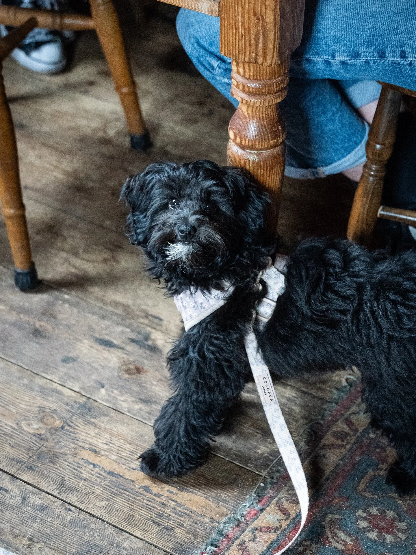 Loyal customers&hellip;. 🐕

#framlingham #dogs #doggy #suffolk #woof #dogsofinstagram #suffolkpub #eastanglia #dog