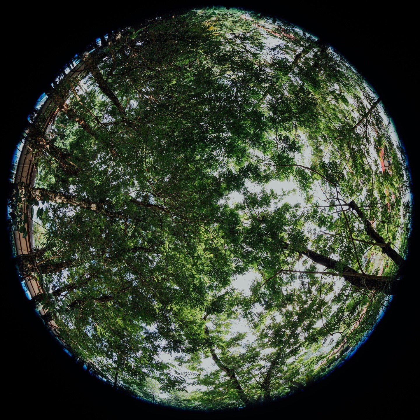 Celebrating the preservation of our 🌎
#earth #earthday #earthdayeveryday #green #gogreen #sustainability #globe 
#mirrorballgallery