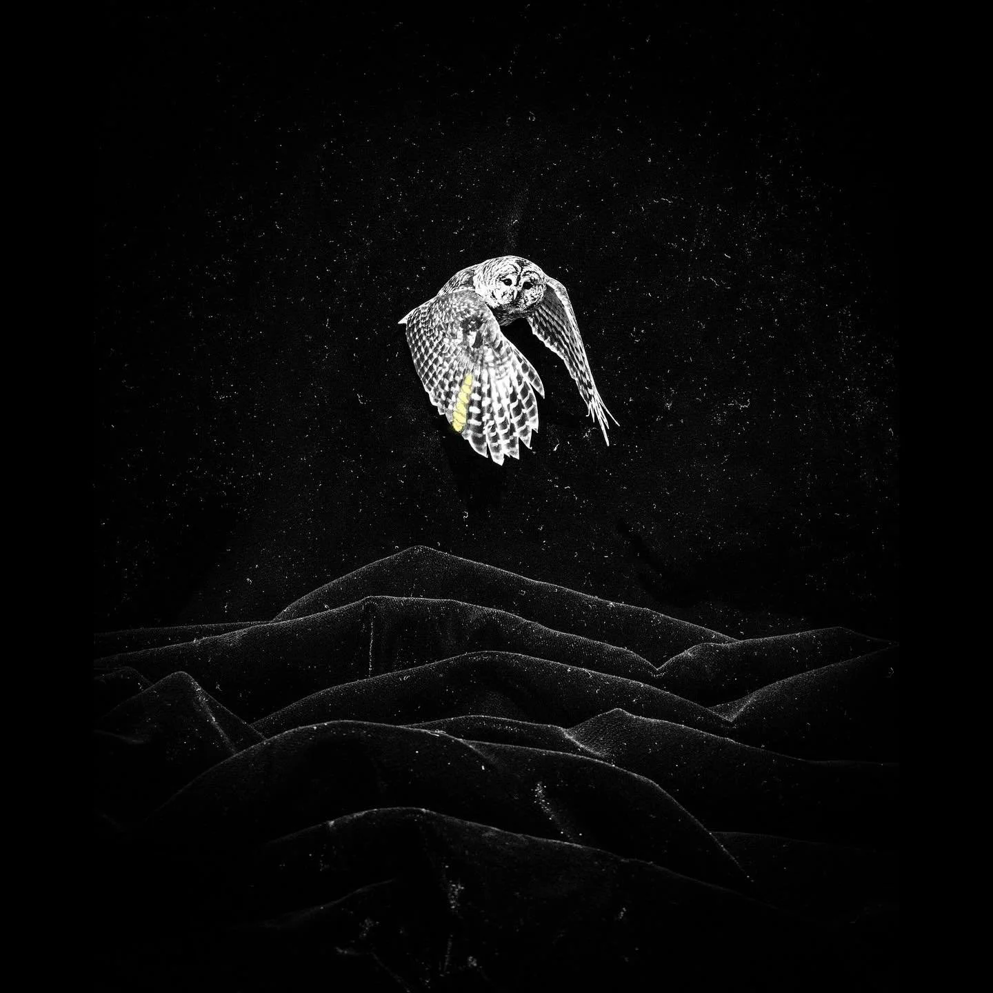 Happiest of birthdays to #MirrorballGallery artist @mercedes_jelinek ❤️ Keep soaring high! 

&ldquo;Foreboding Gold&rdquo; 11x11 Unframed 

#mercedesjelinek #art #artist #photo #photographer #photography #eagle #bird #stilllife #camera #nyc #newyork 