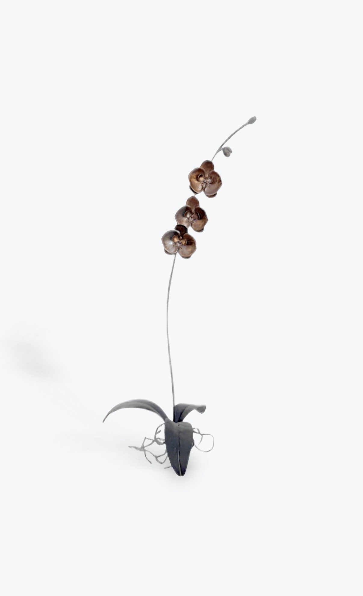 JAMES COOPER "IRON PHALAENOPSIS"