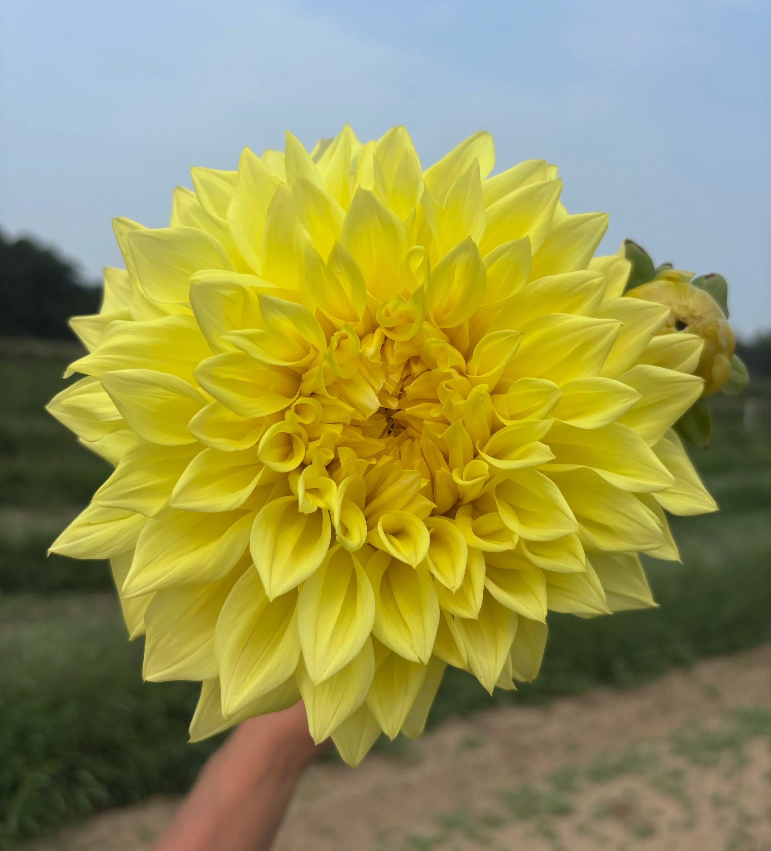 Penhill Yellow Queen