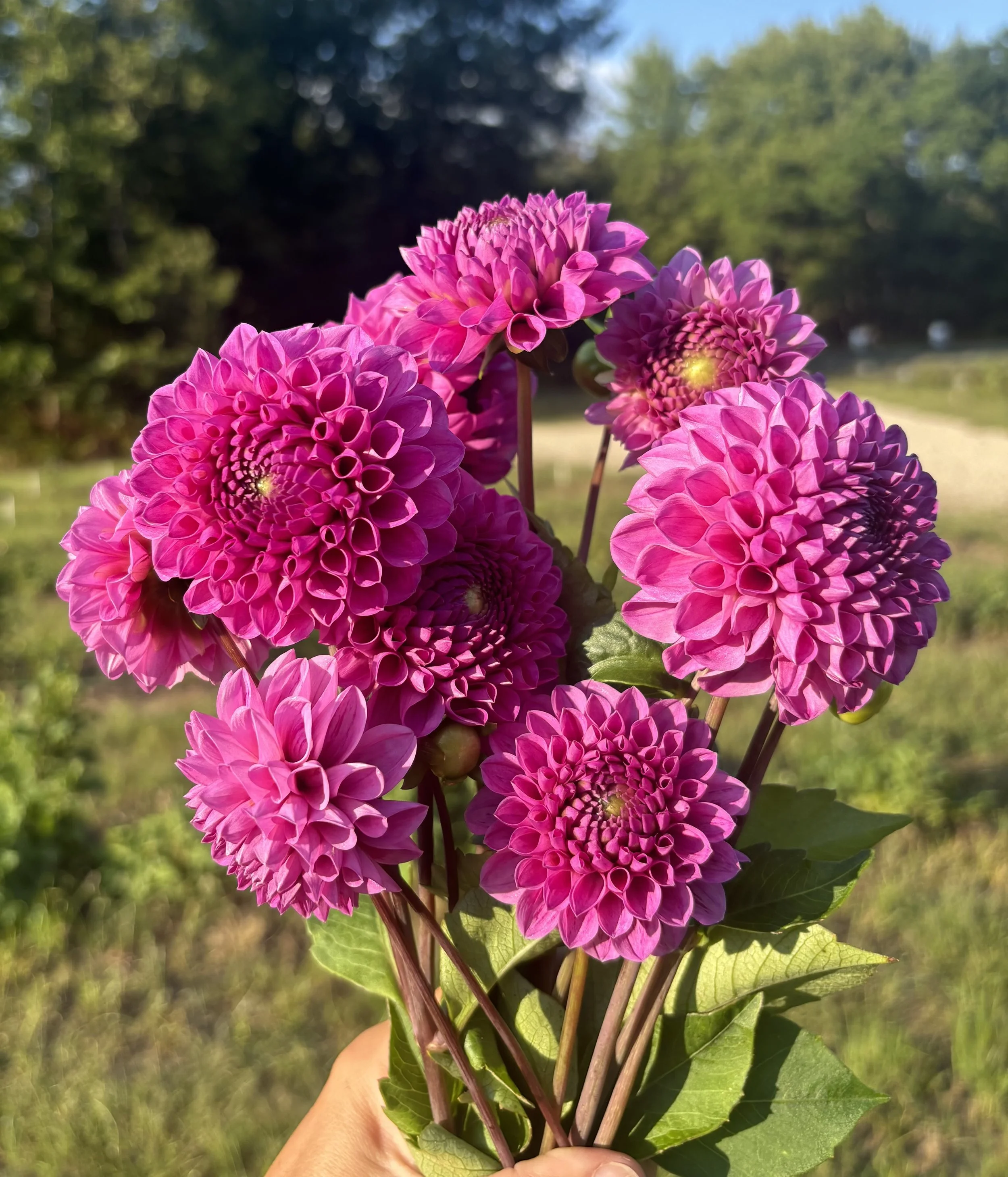 IMG_4612.jpeg