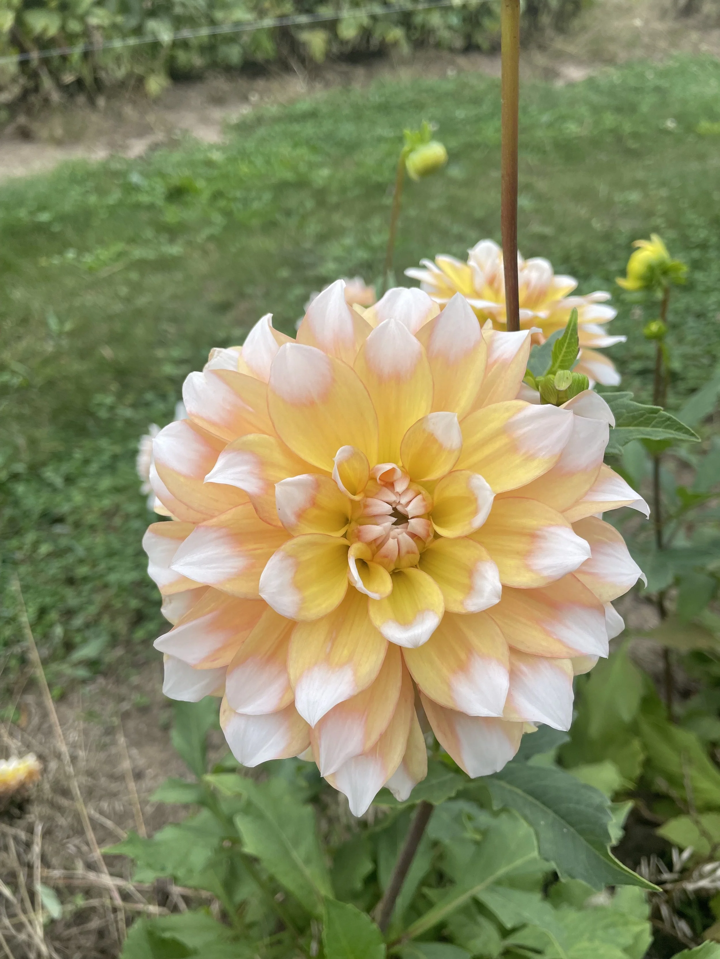 Seattle — White Barn Flower Company