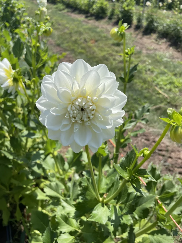 Dahlia Tubers — Store — White Barn Flower Company