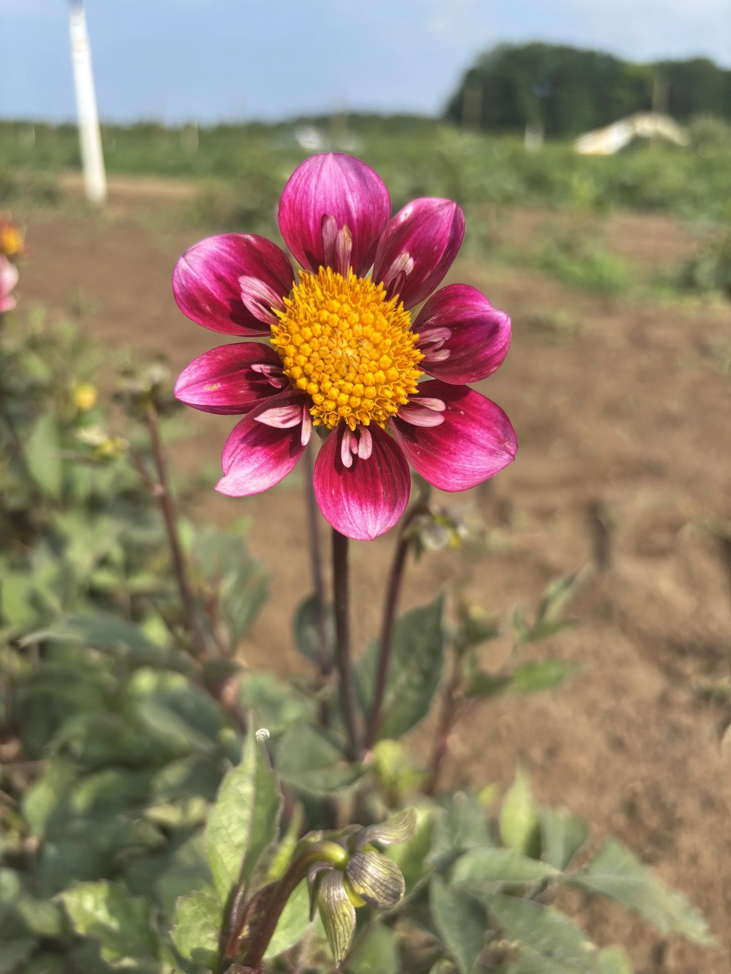 IMG_7606.jpeg