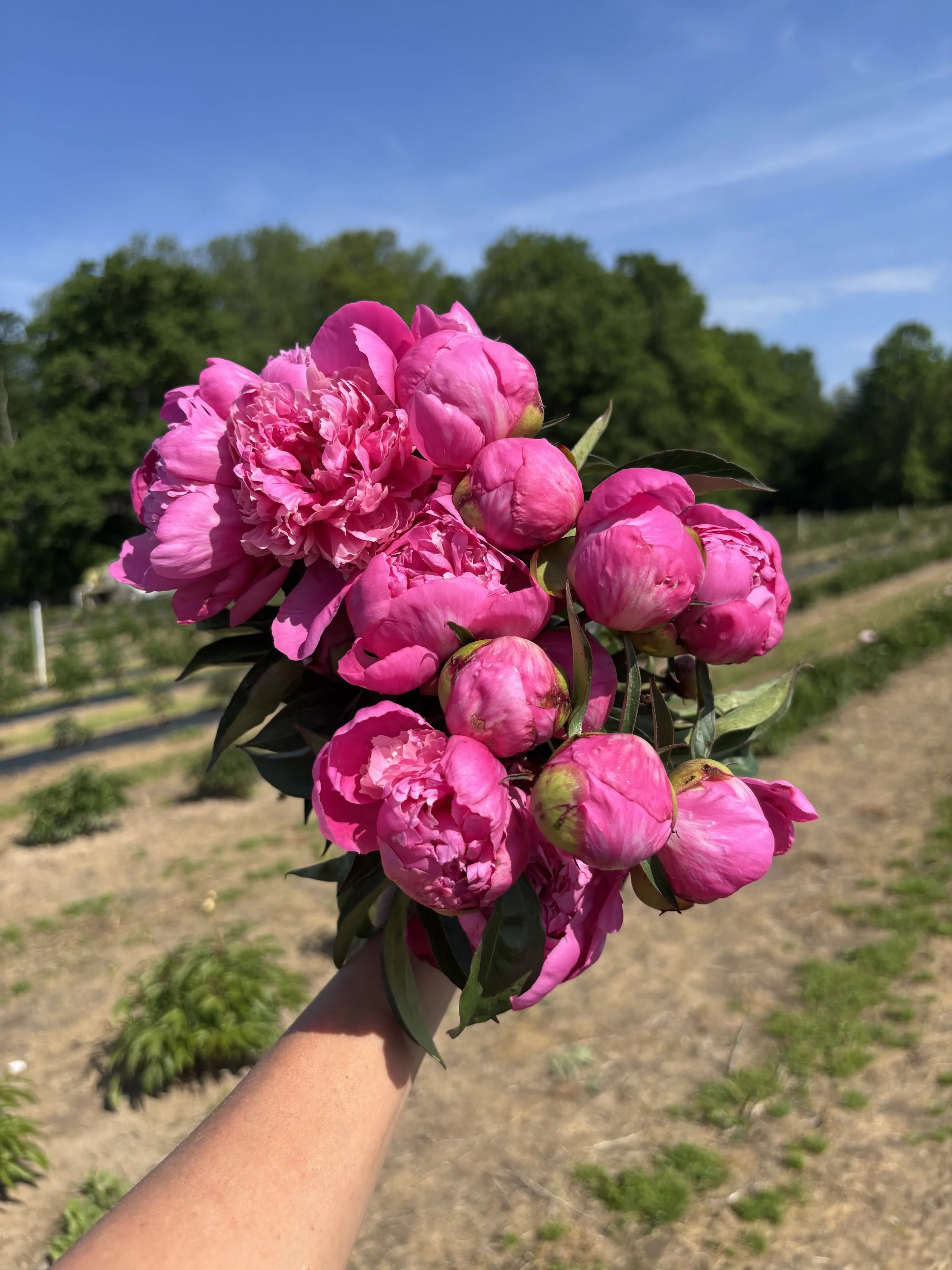Edulis Superba