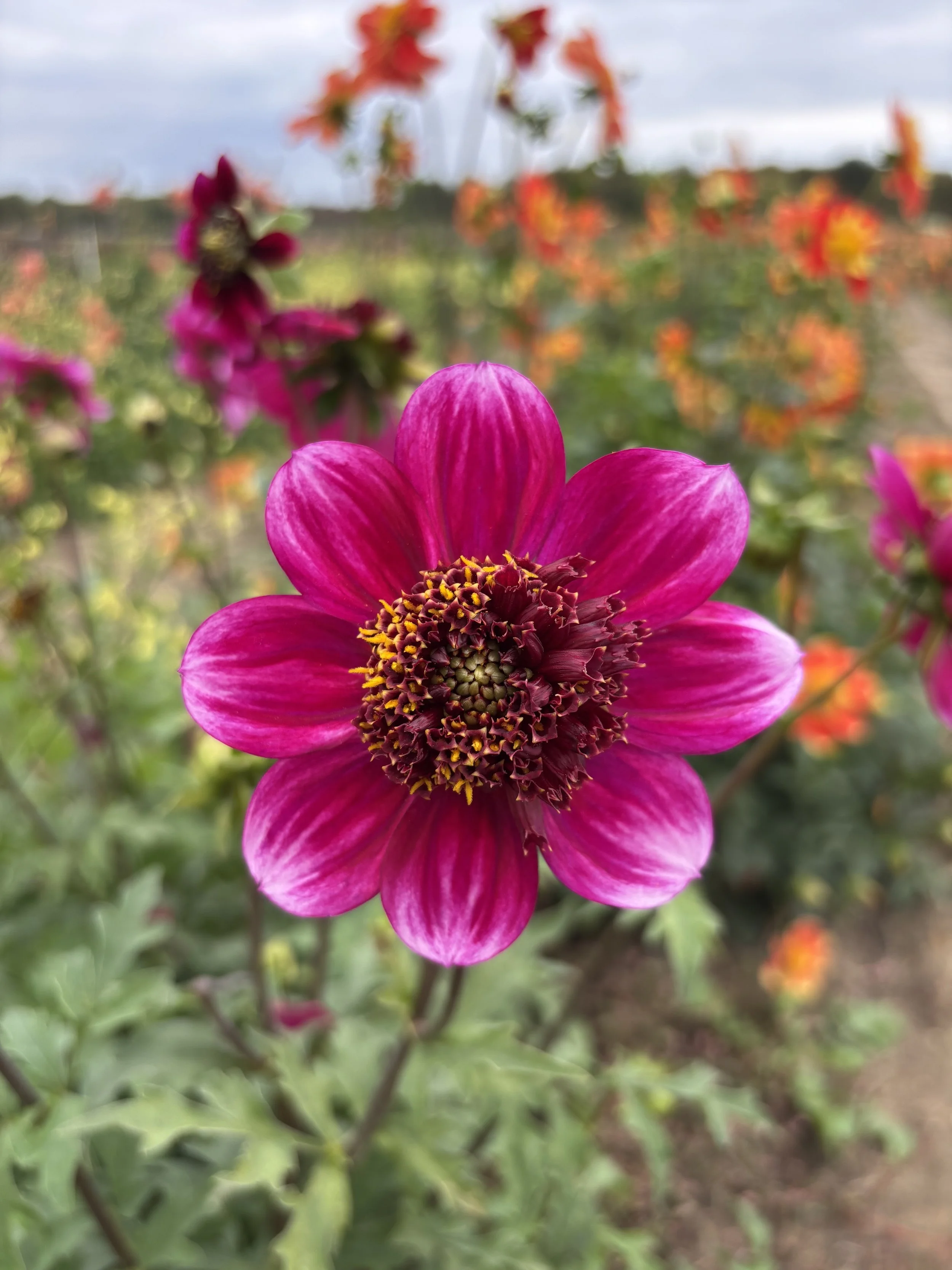 IMG_9178.jpeg