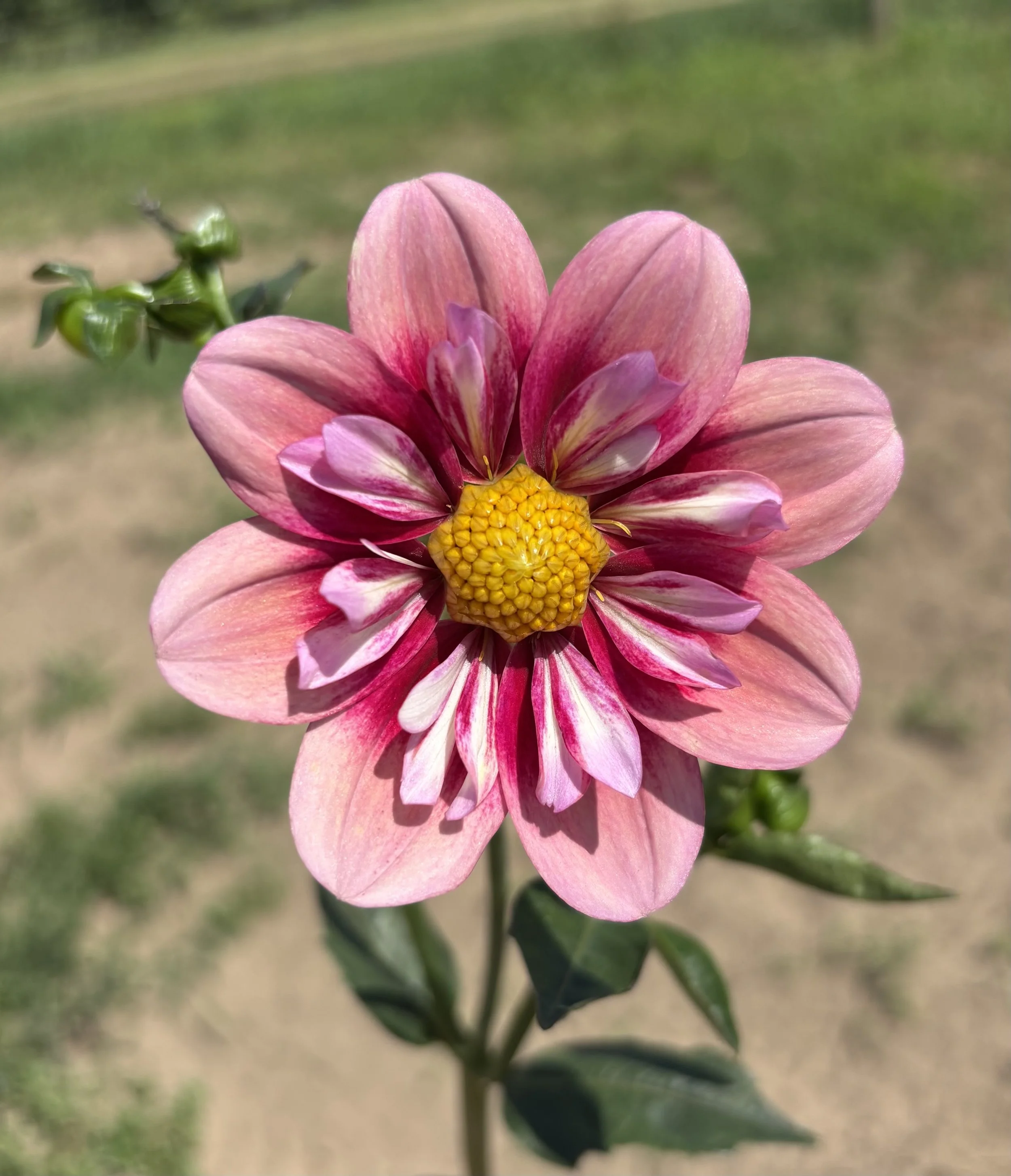 IMG_1607.jpeg