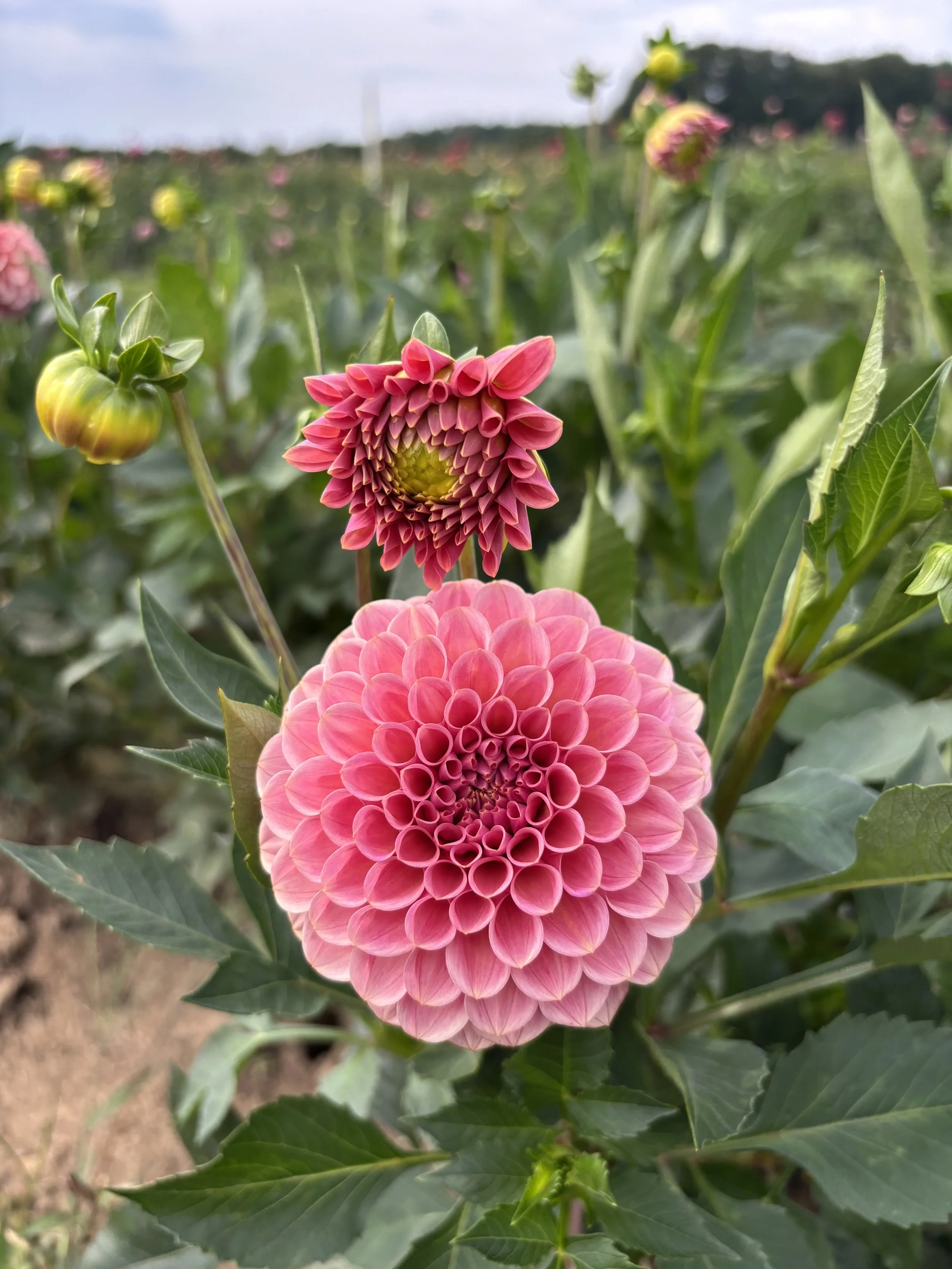Bracken Rose