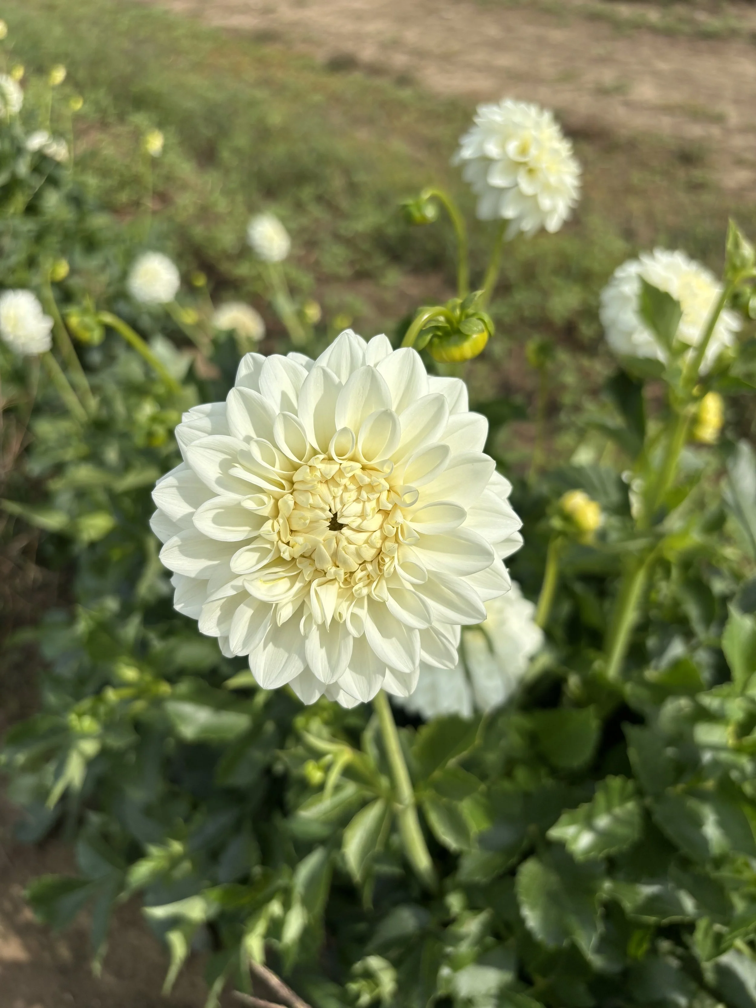 IMG_2473.jpeg