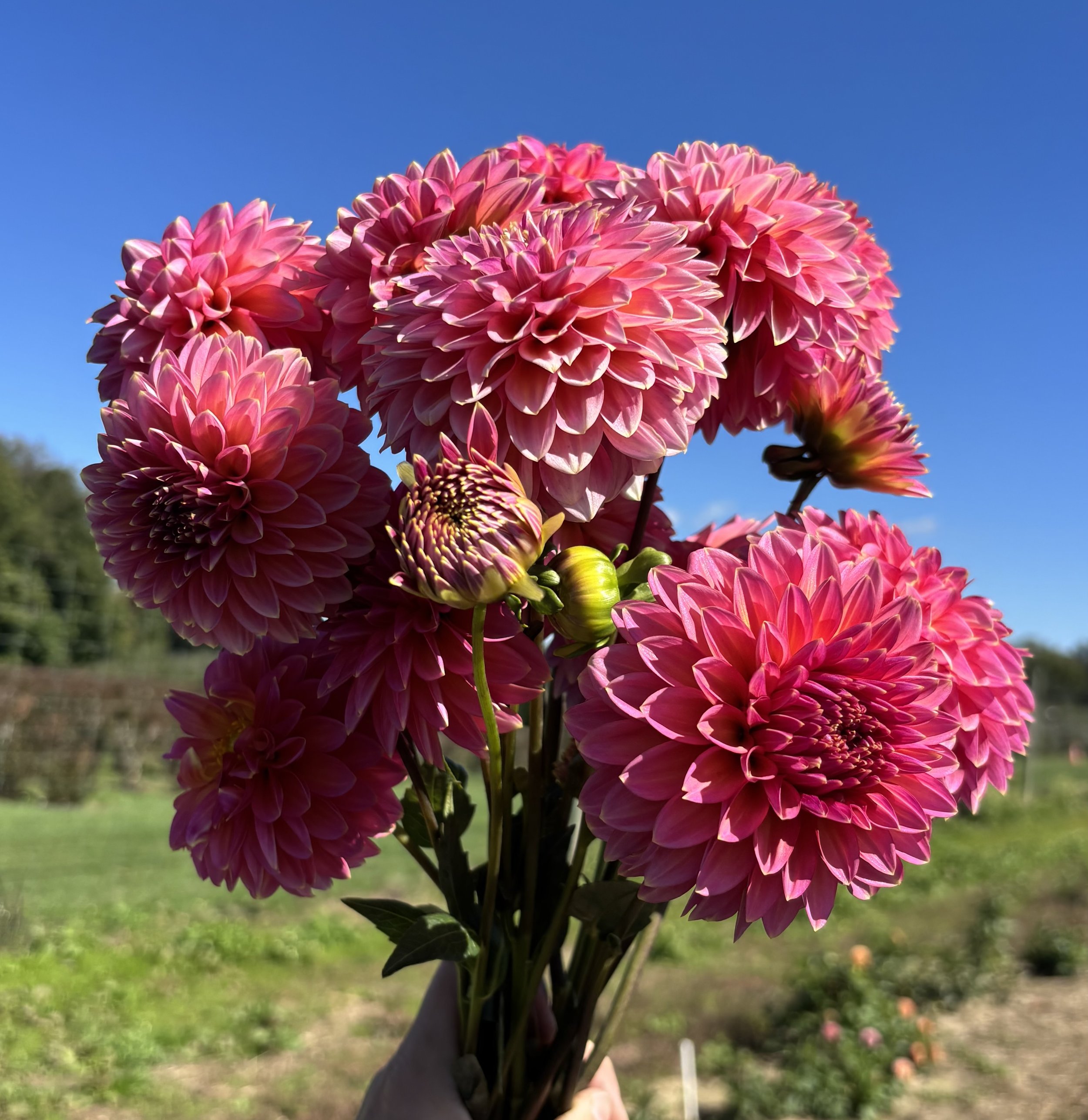 IMG_3038.jpeg
