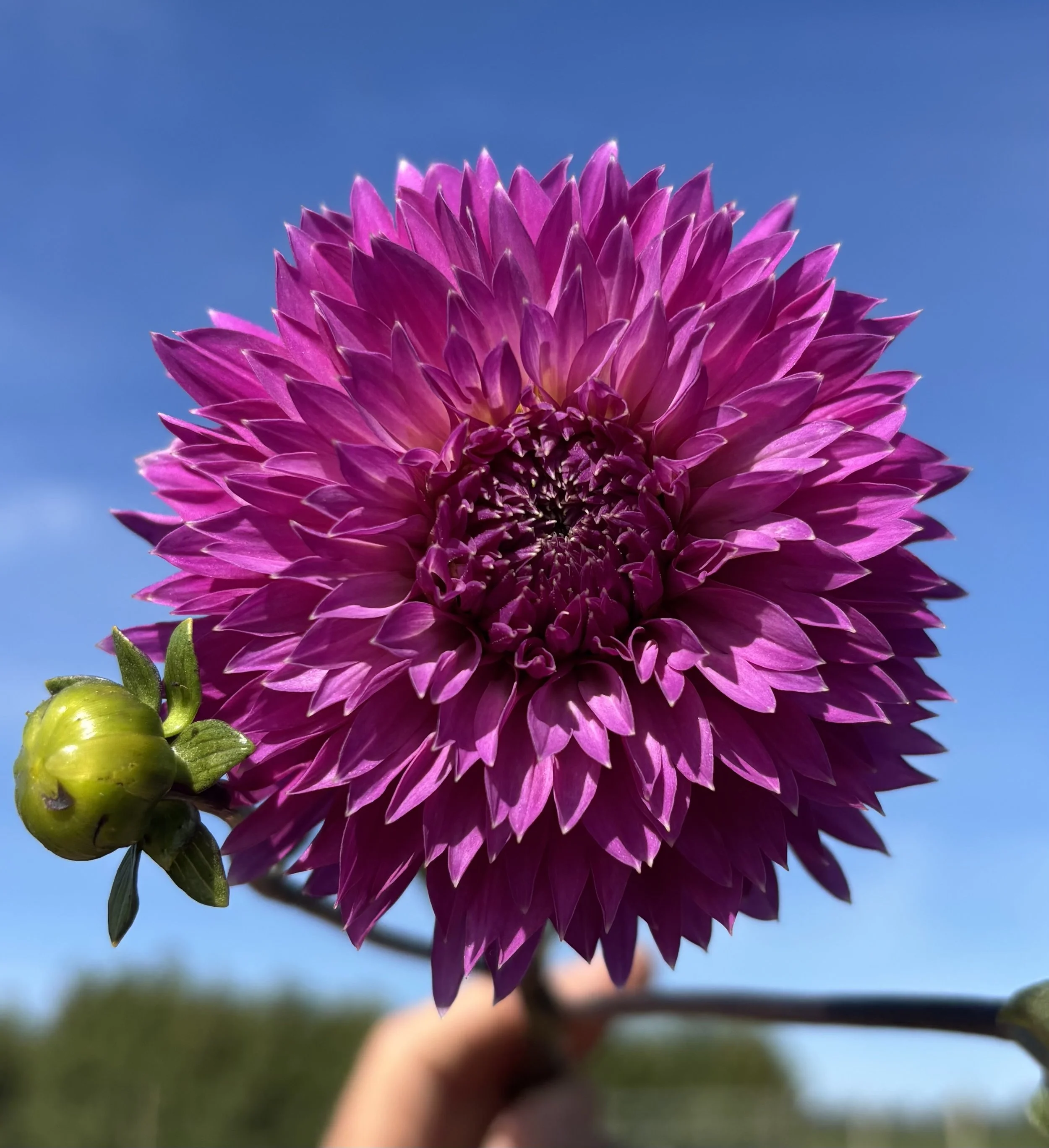 IMG_2291.jpeg