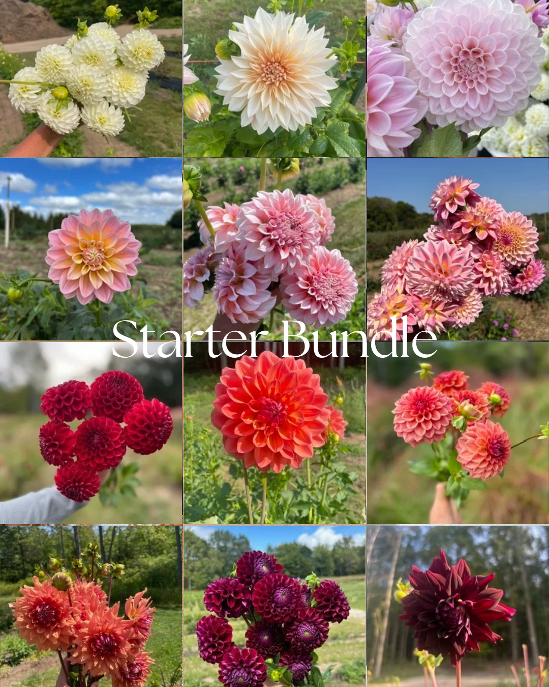 white starter bundle - 2.PNG