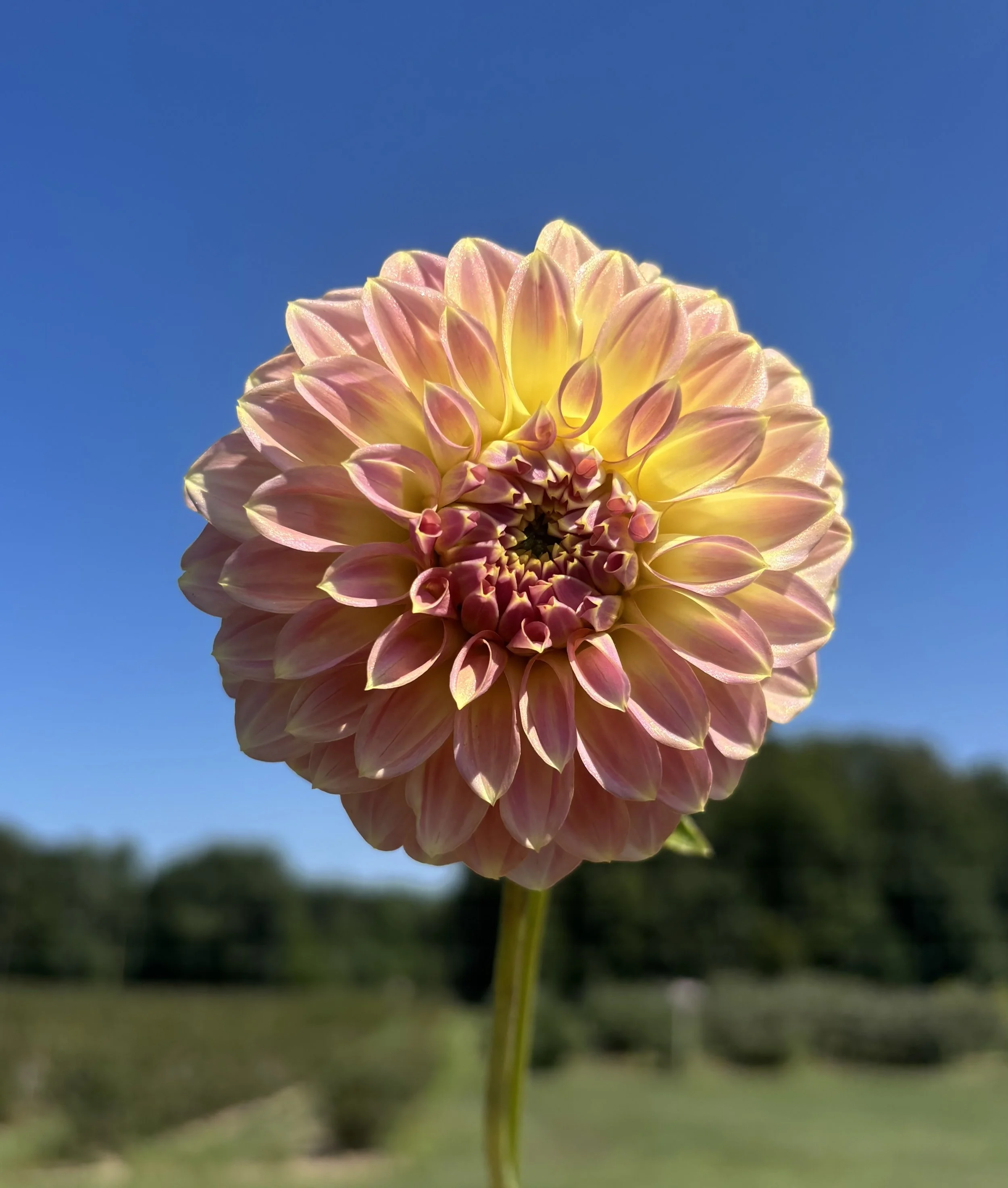 IMG_2402.jpeg
