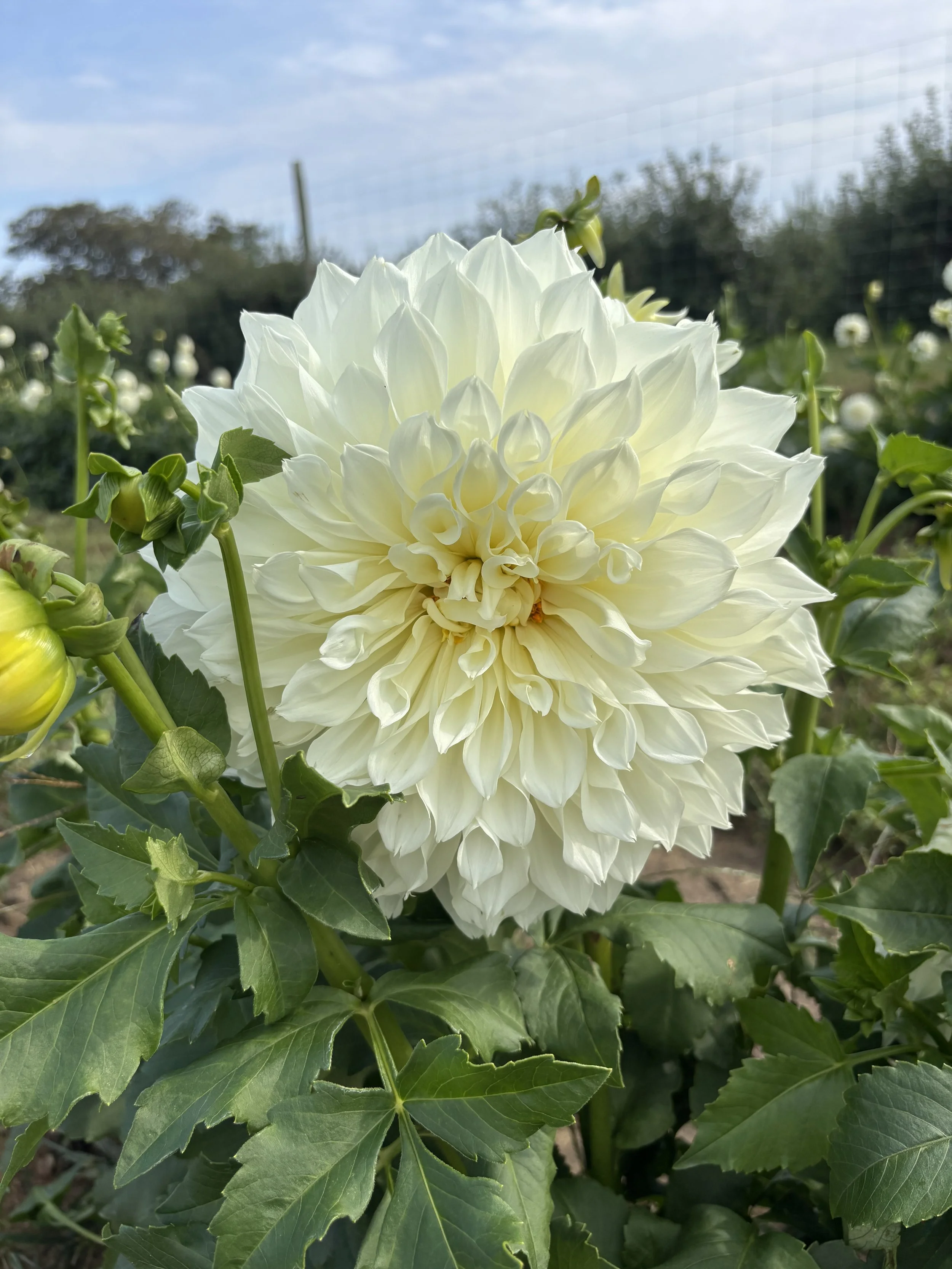 Fleurel
