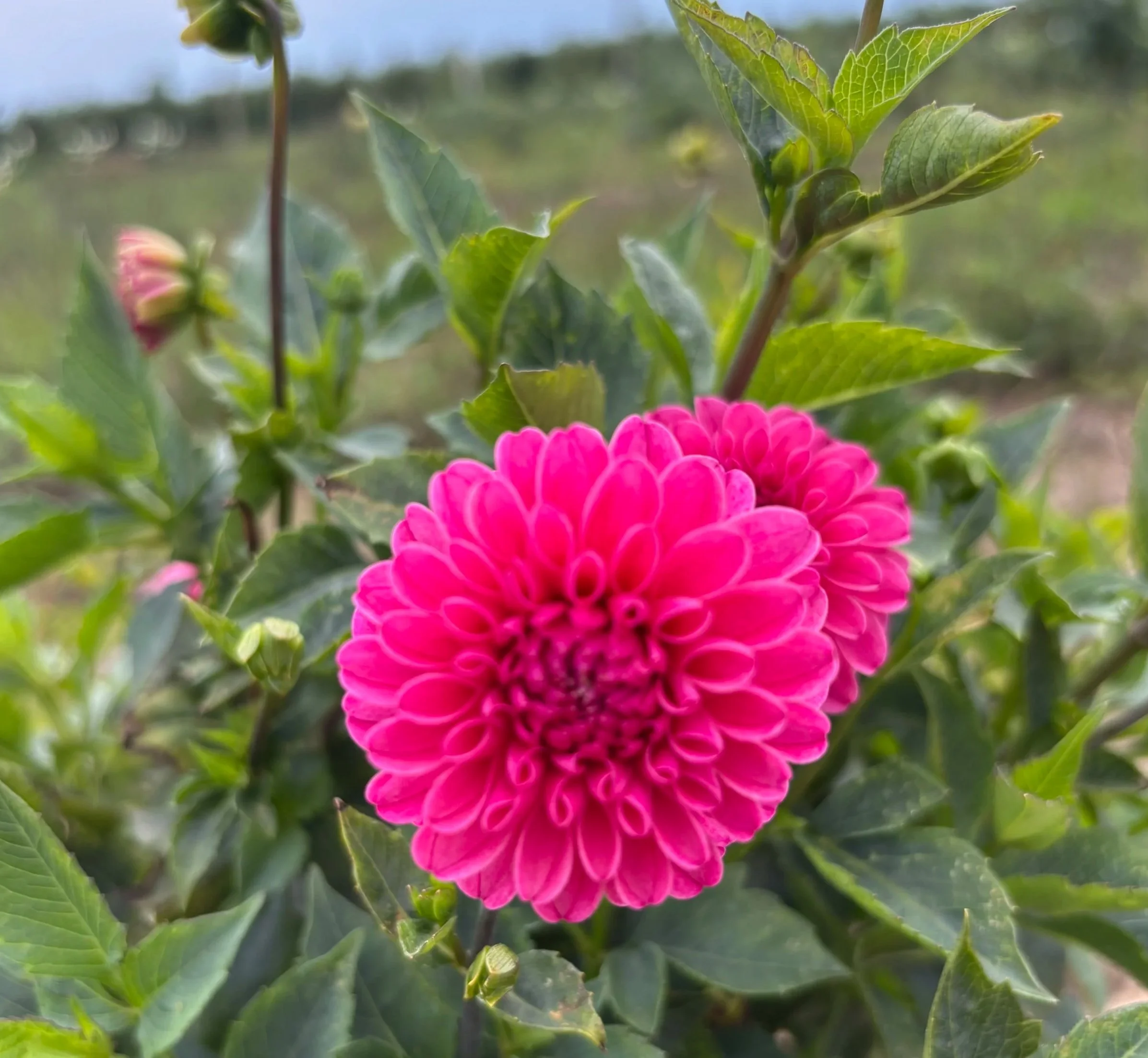 Pink Sylvia