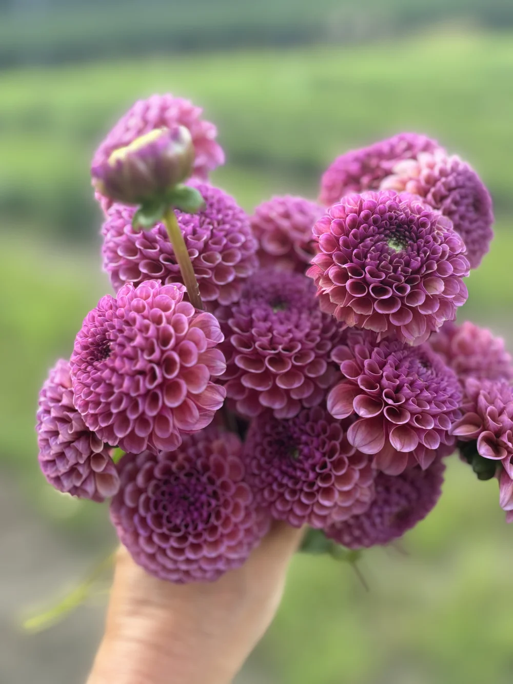 Koko Puff — White Barn Flower Company