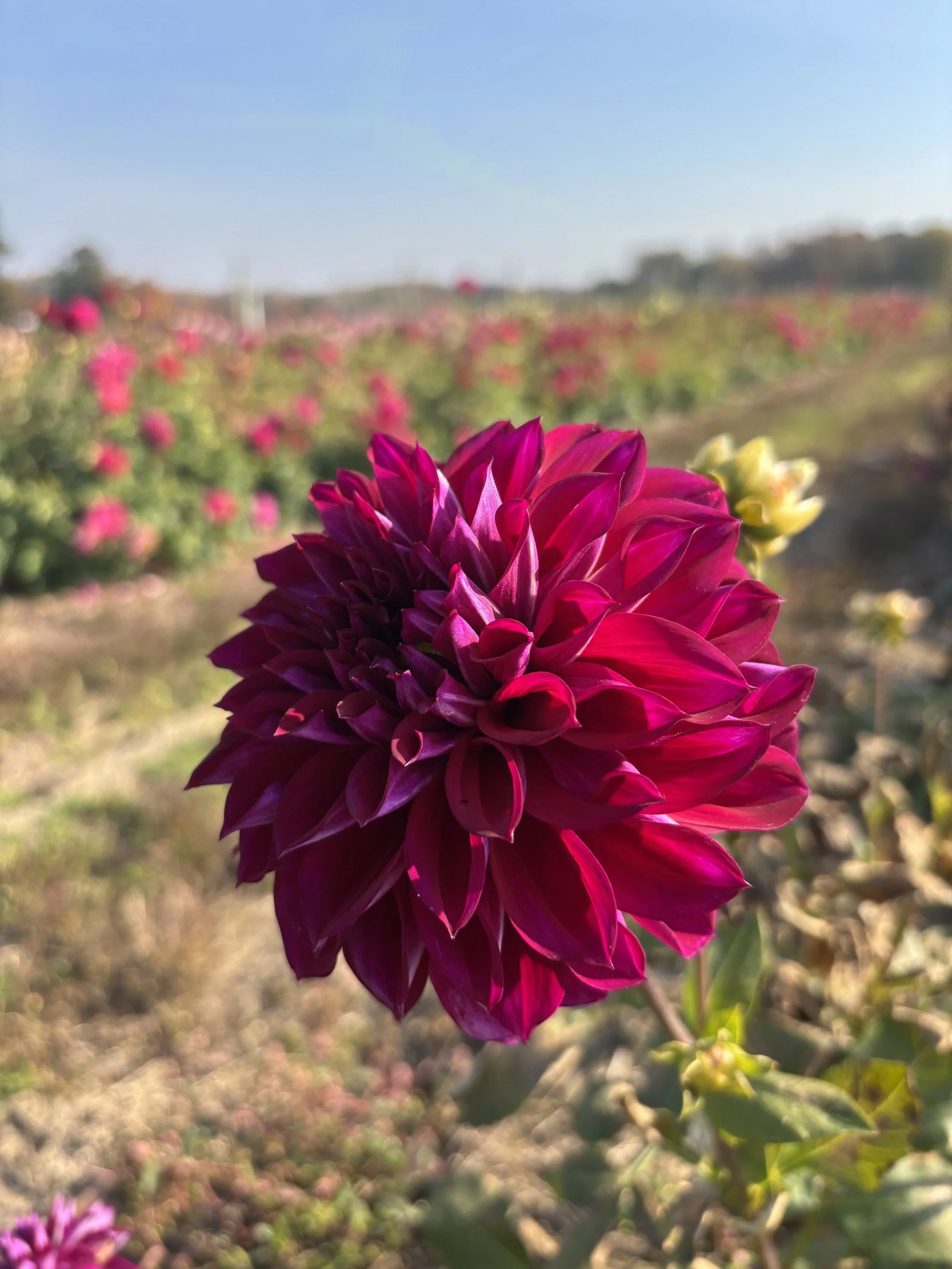 Diva