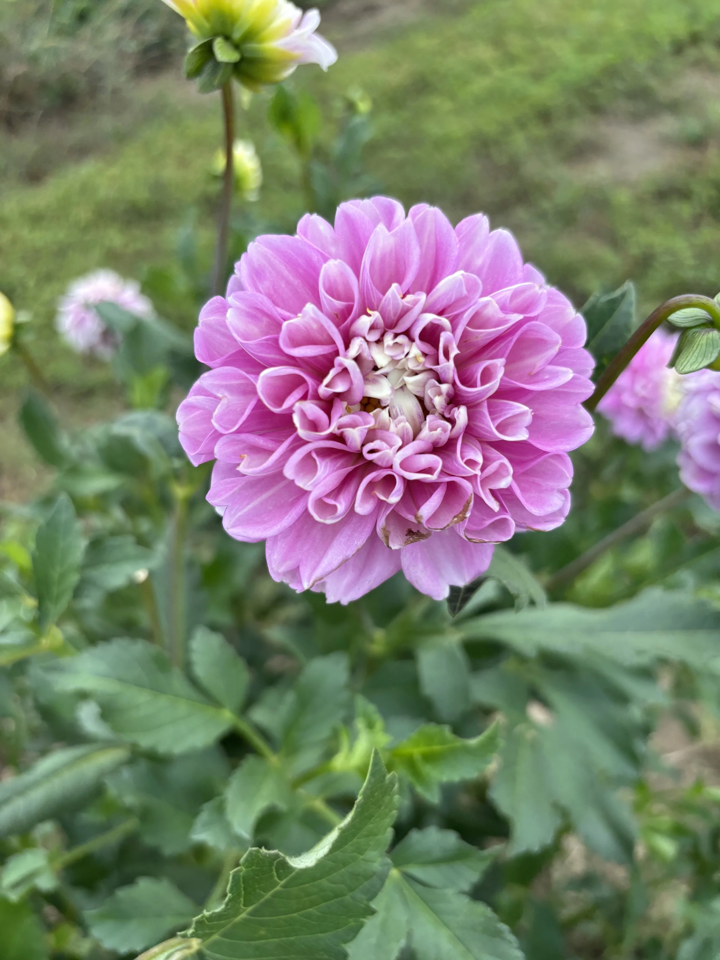 IMG_2507.jpeg