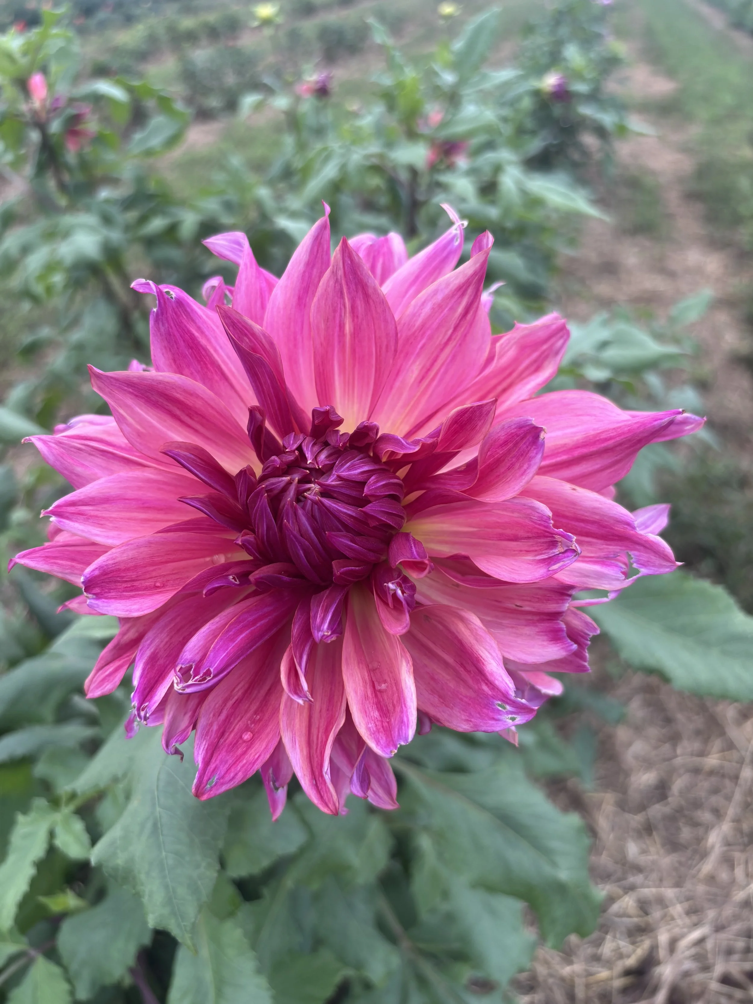 Penhill Dark Monarch