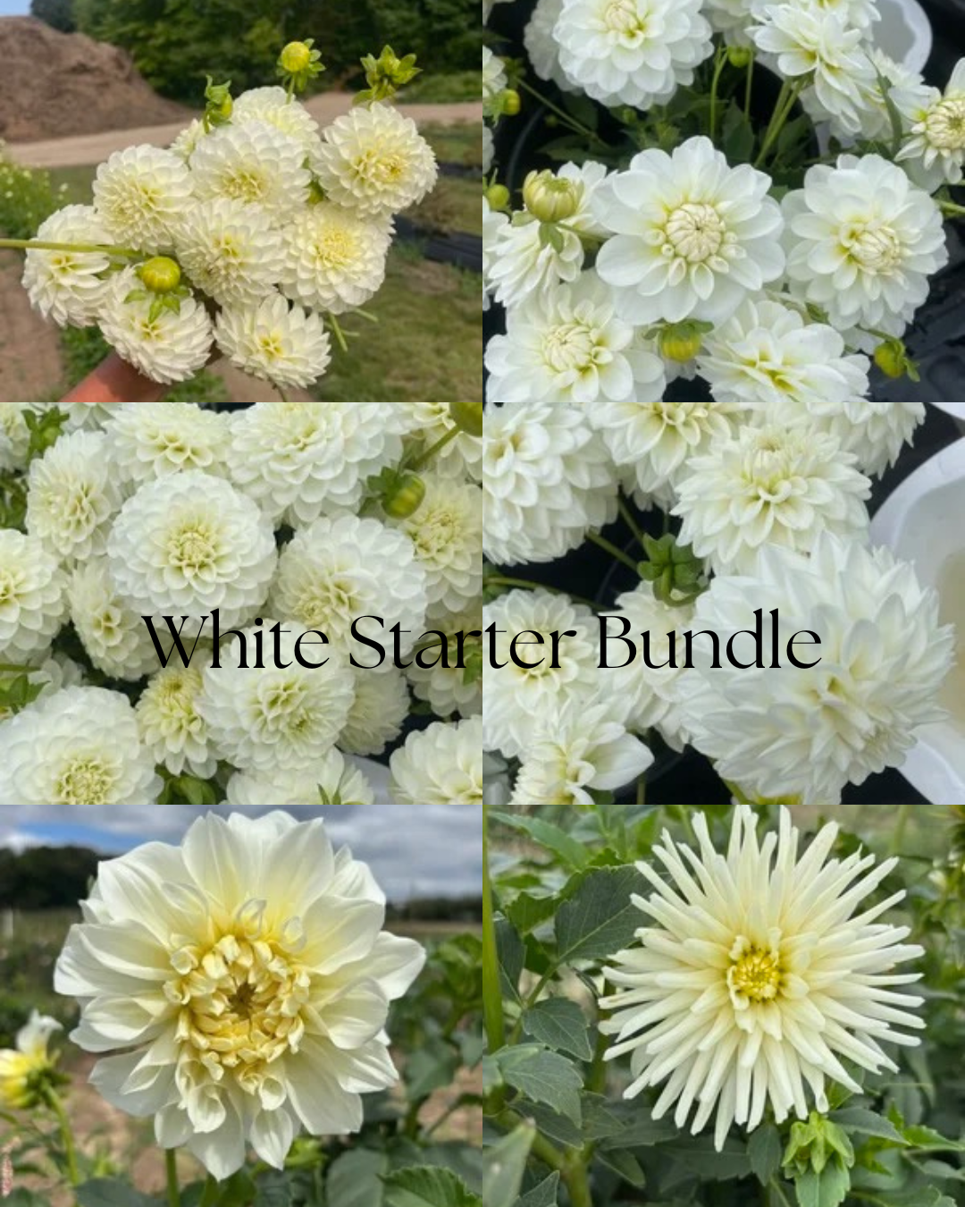 White Starter Bundle.png