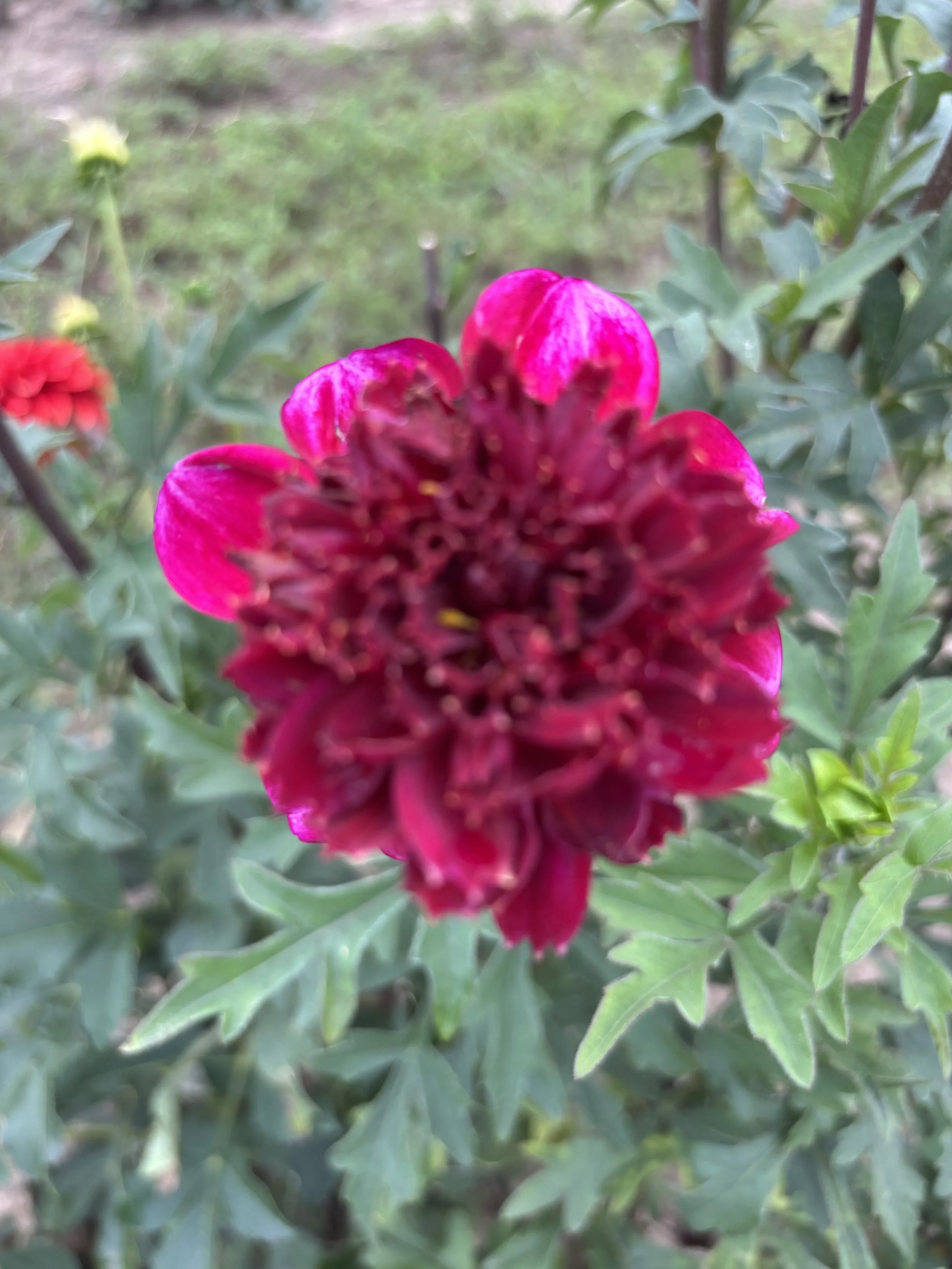IMG_2597.jpeg