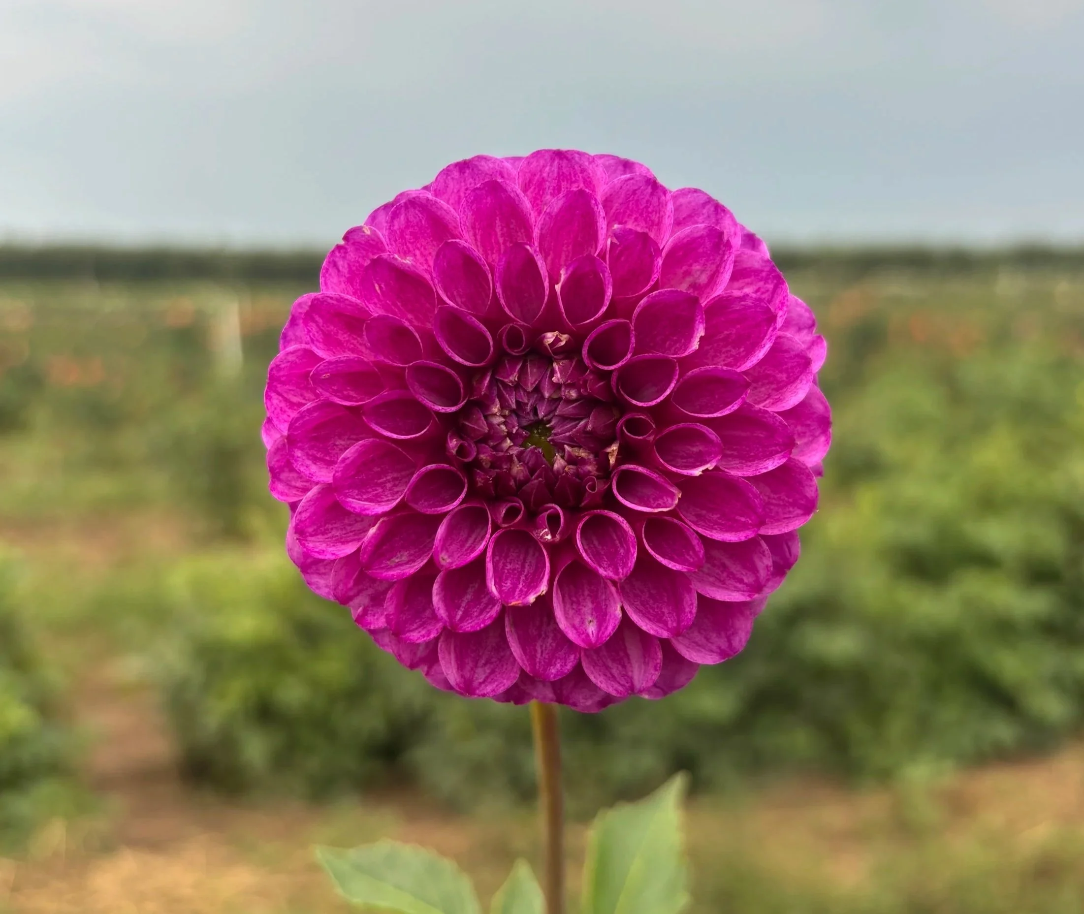 Robann Royal