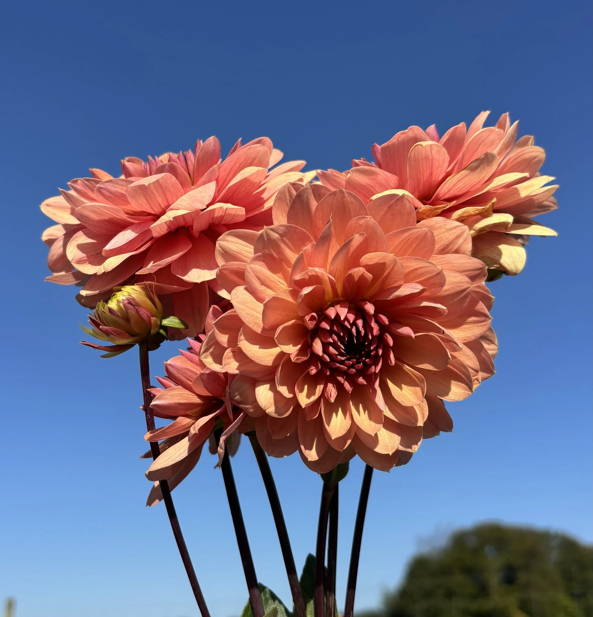 IMG_3087.jpeg