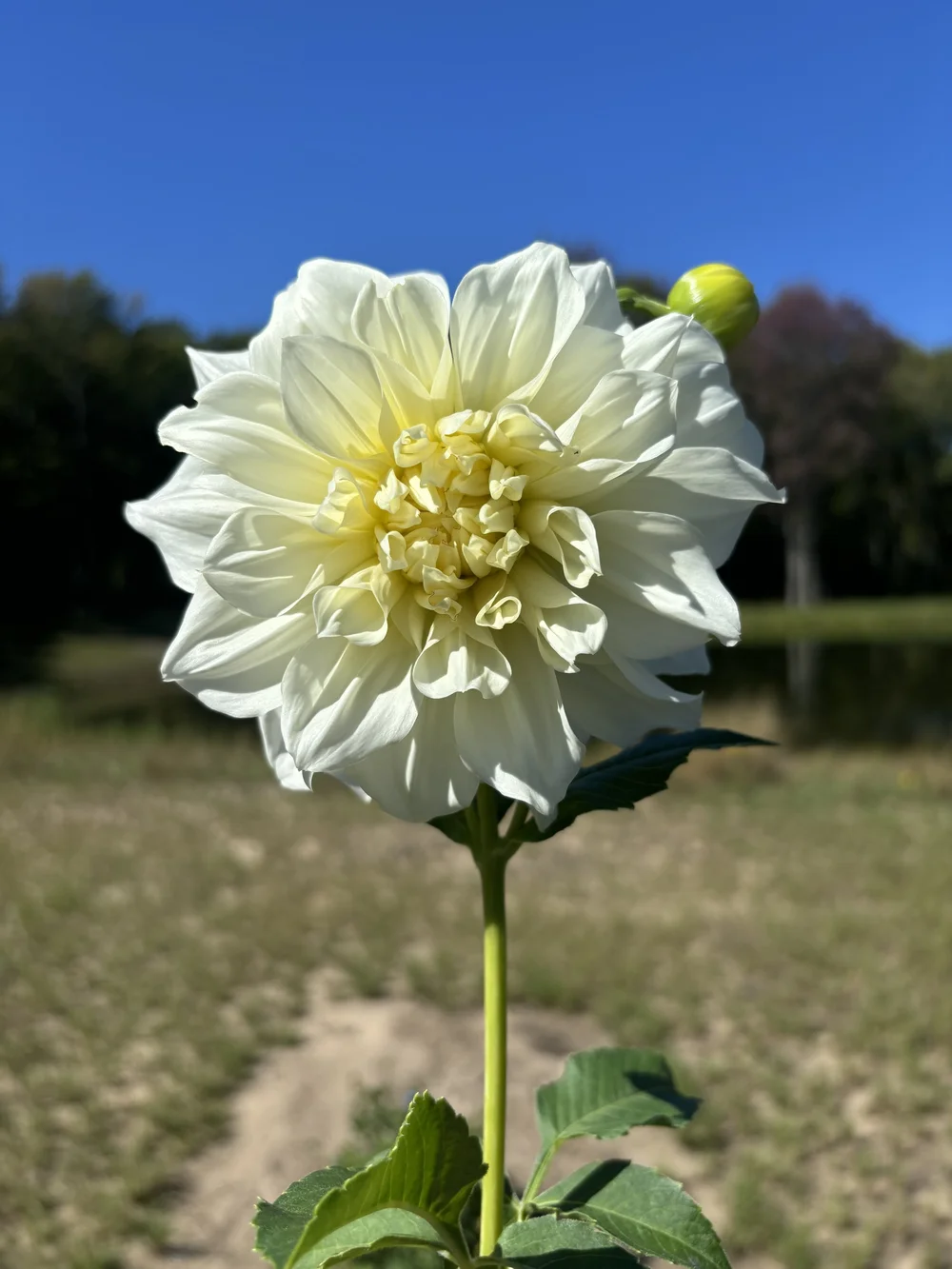 White Perfection — White Barn Flower Company