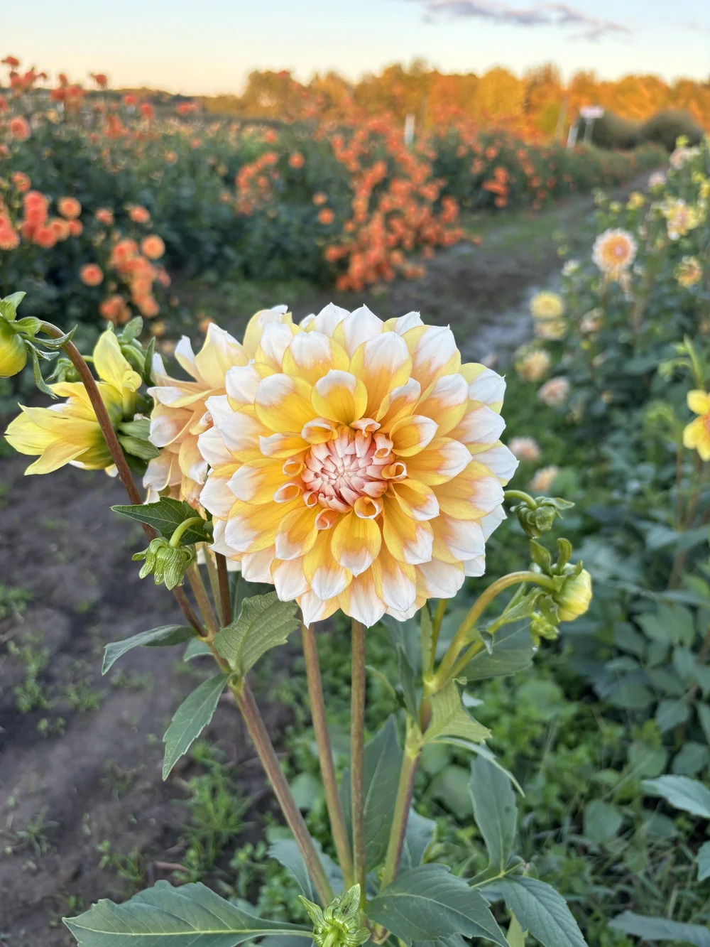Seattle — White Barn Flower Company