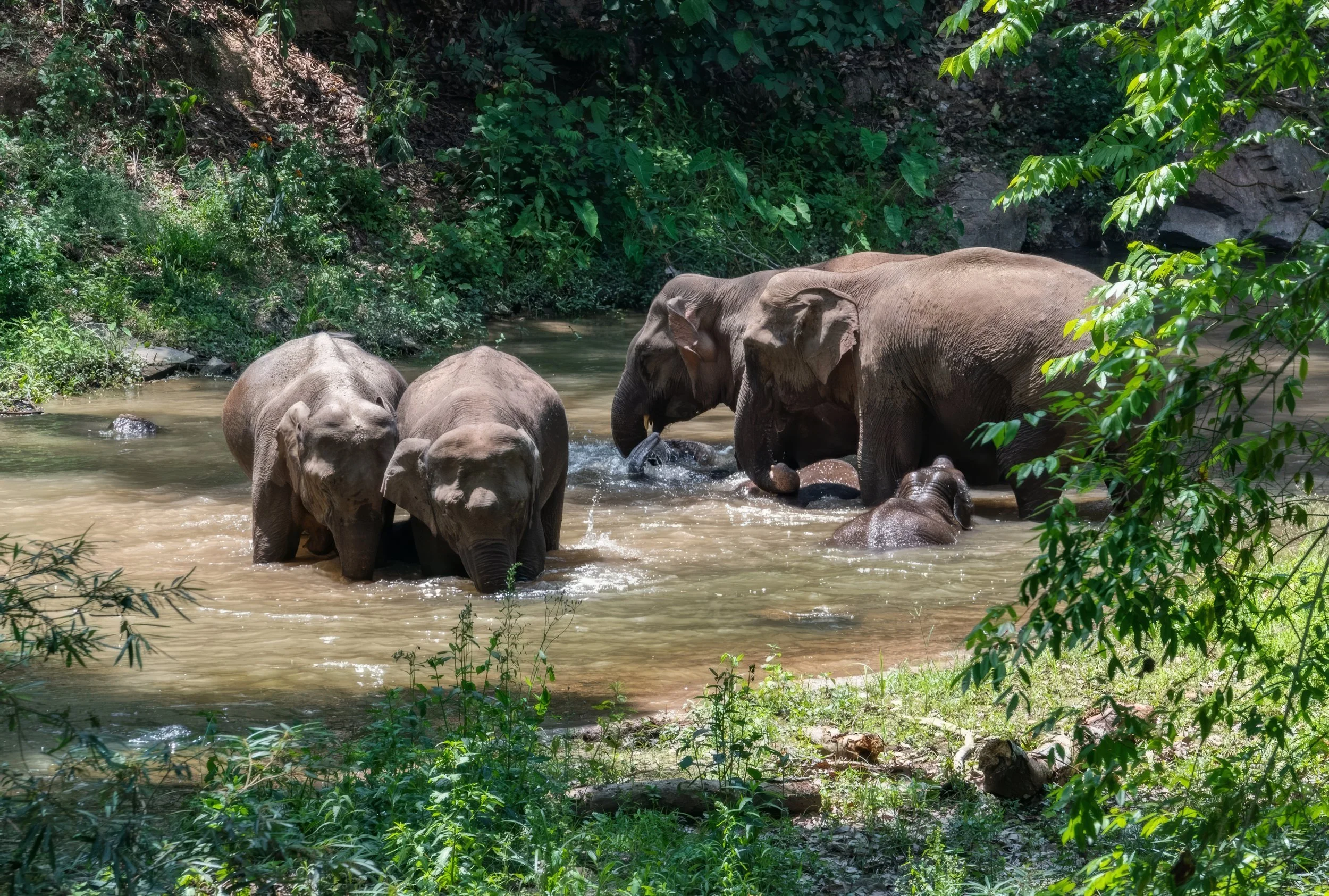 A family of elephants, including adults and calves, bathing and playing in a shallow river surrounded by lush green trees and bushes.