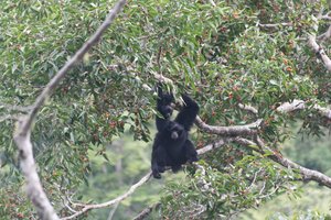  Ibu Bumi Orangutan ecotourim program development in Tapanuli 