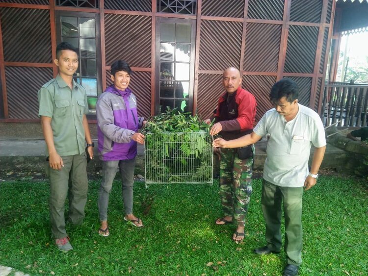  Ibu bumi orangutan together with rangers from National park Gunung Leuser, control wildlifetrade 