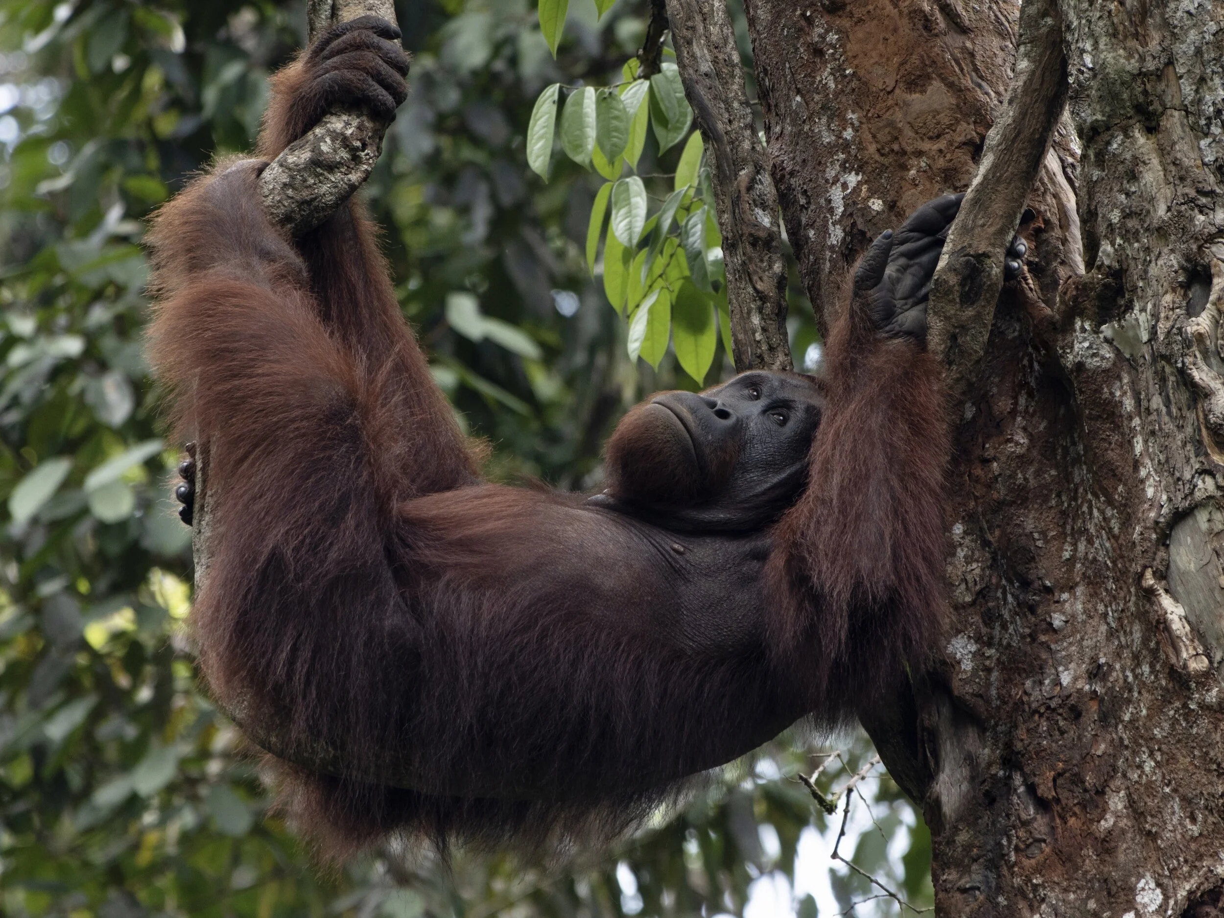 What To Know About The Tapanuli Orangutan Sumatra Trekking Blog