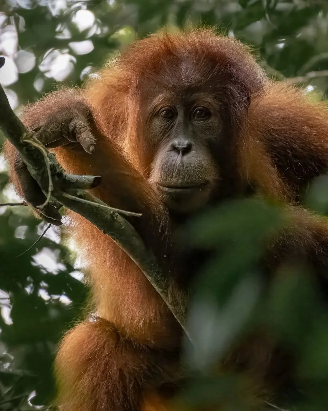 Close-up of an orangutan resting on a tree branch surrounded by green leaves.