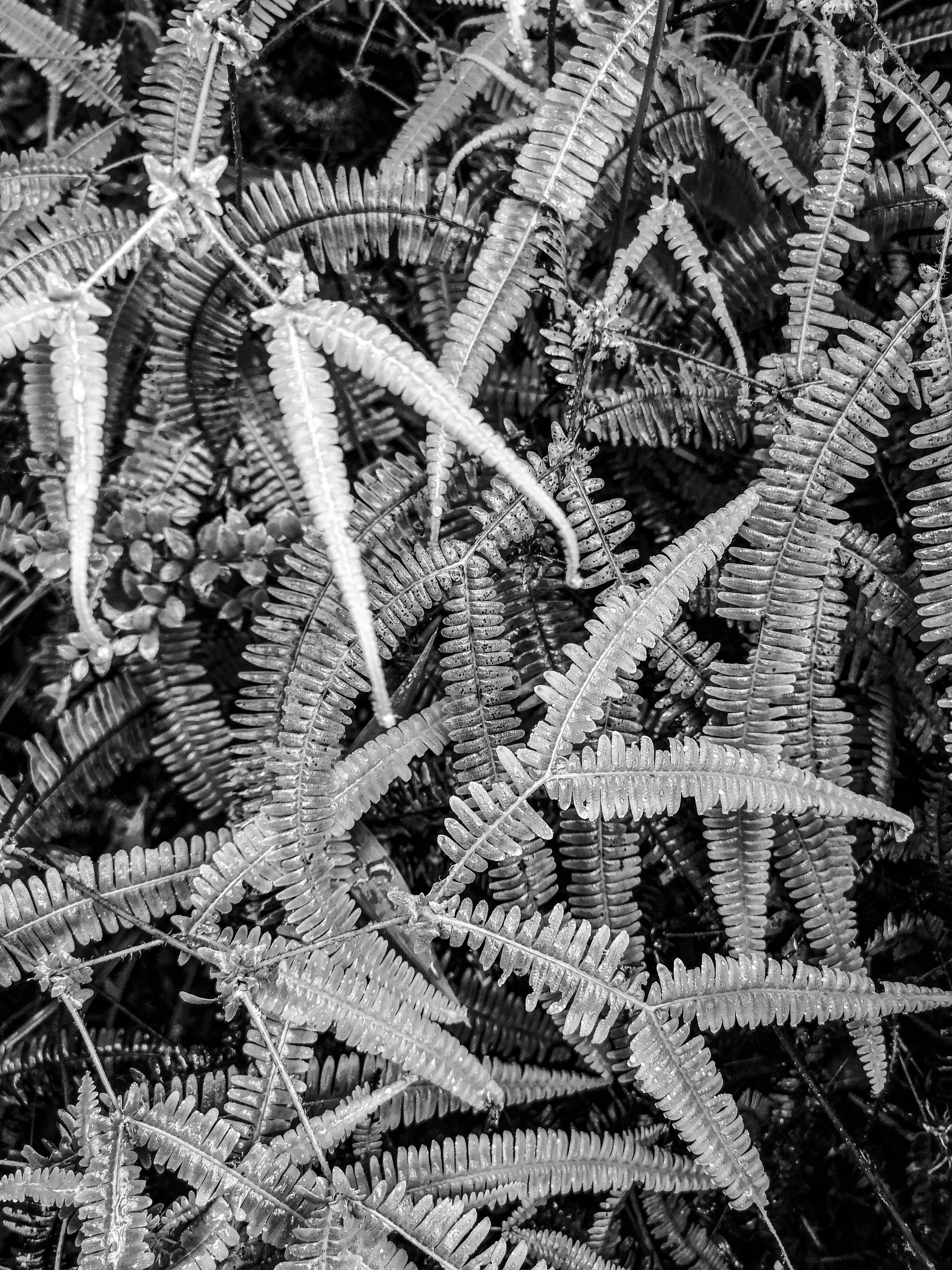 VISUAL AMAZONIA-13.jpg