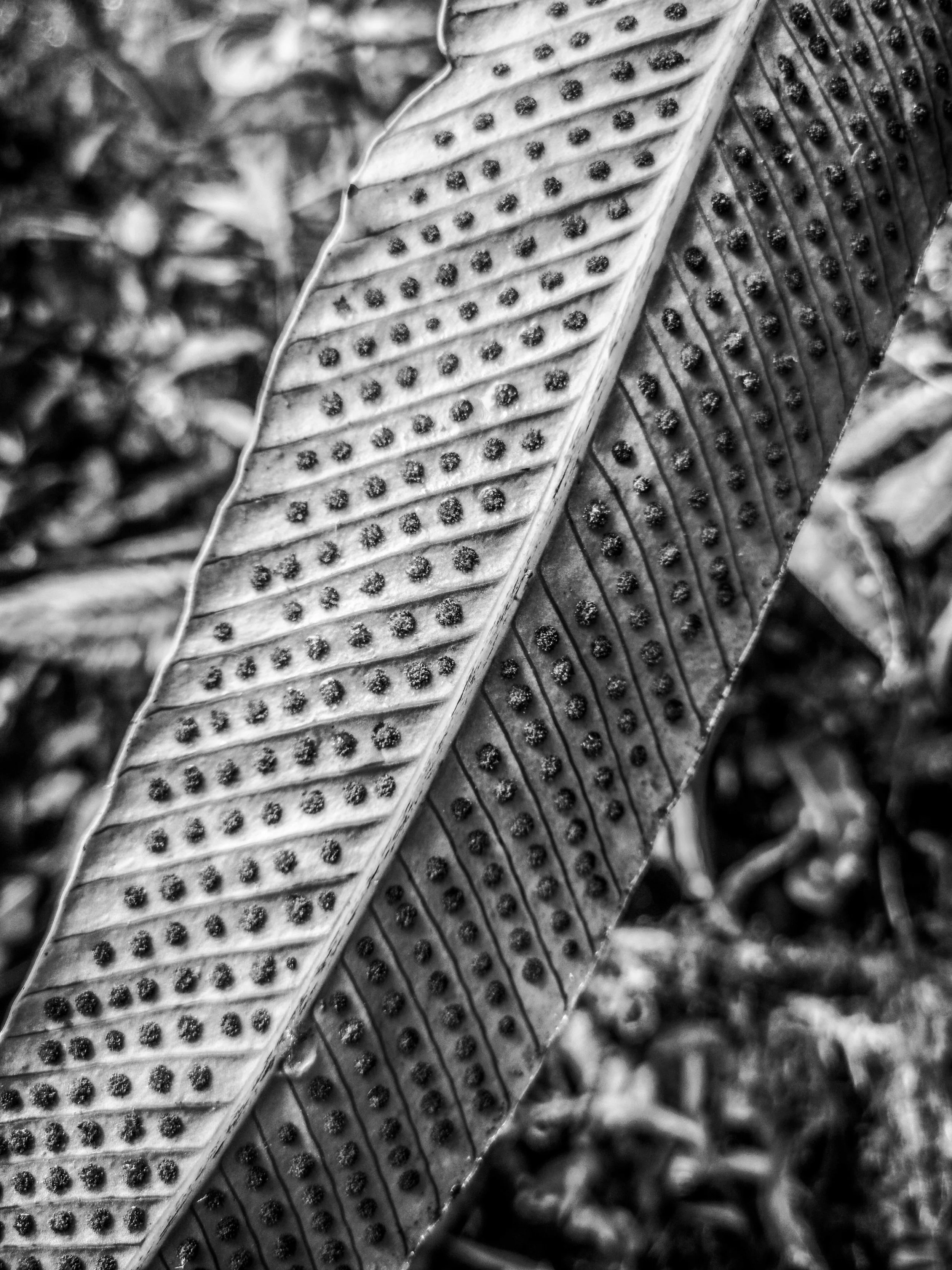 VISUAL AMAZONIA-7.jpg