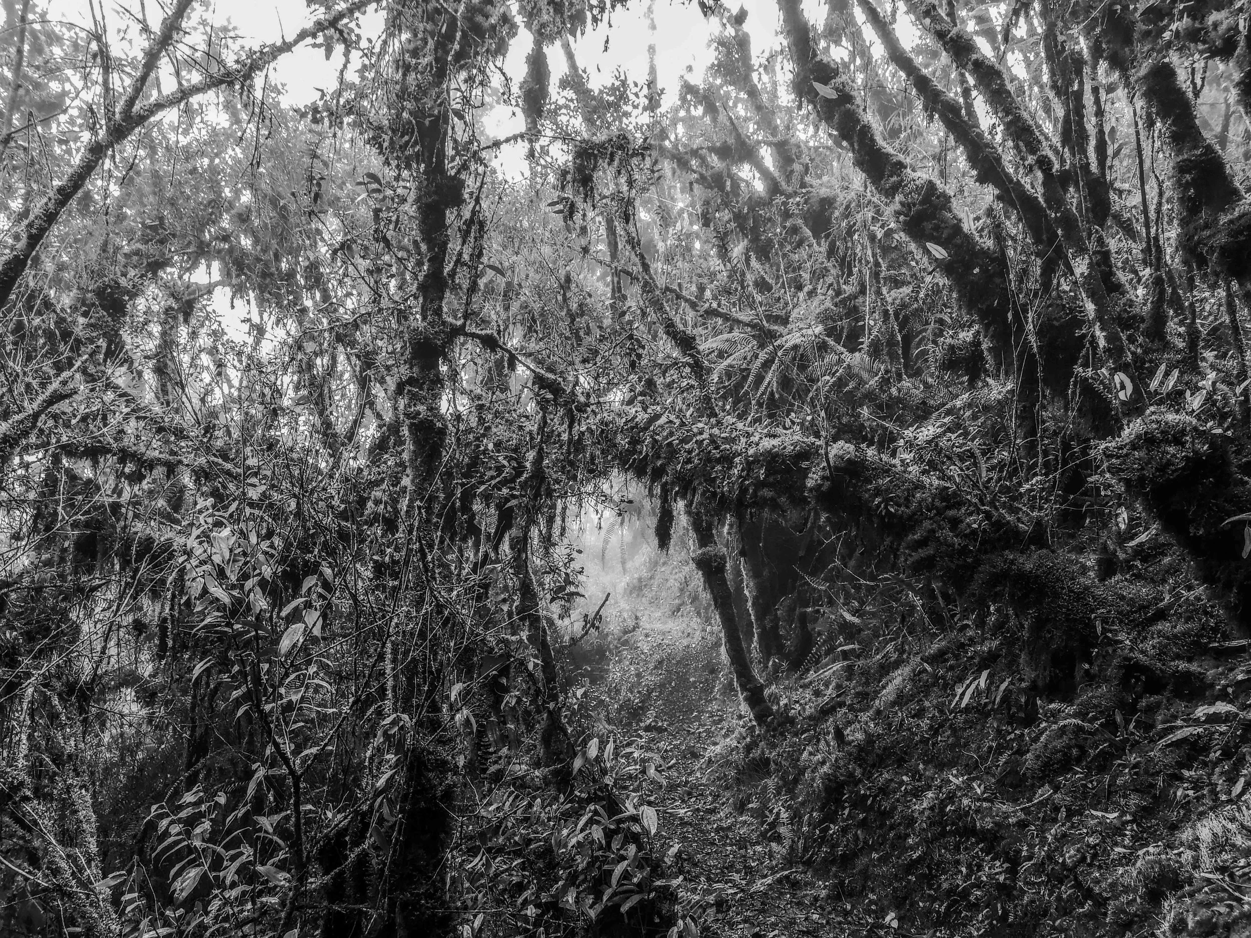 VISUAL AMAZONIA-18.jpg