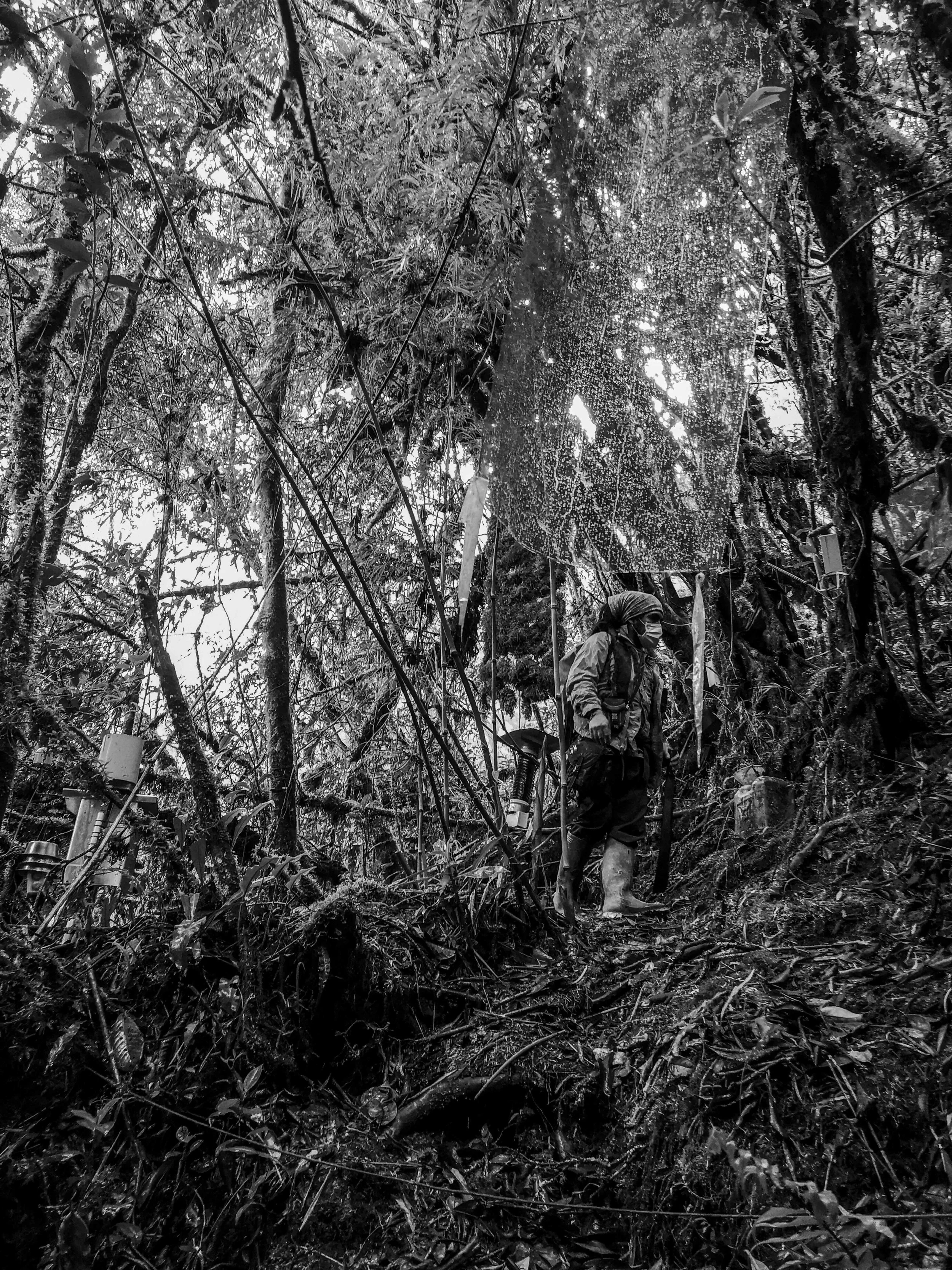 VISUAL AMAZONIA.jpg