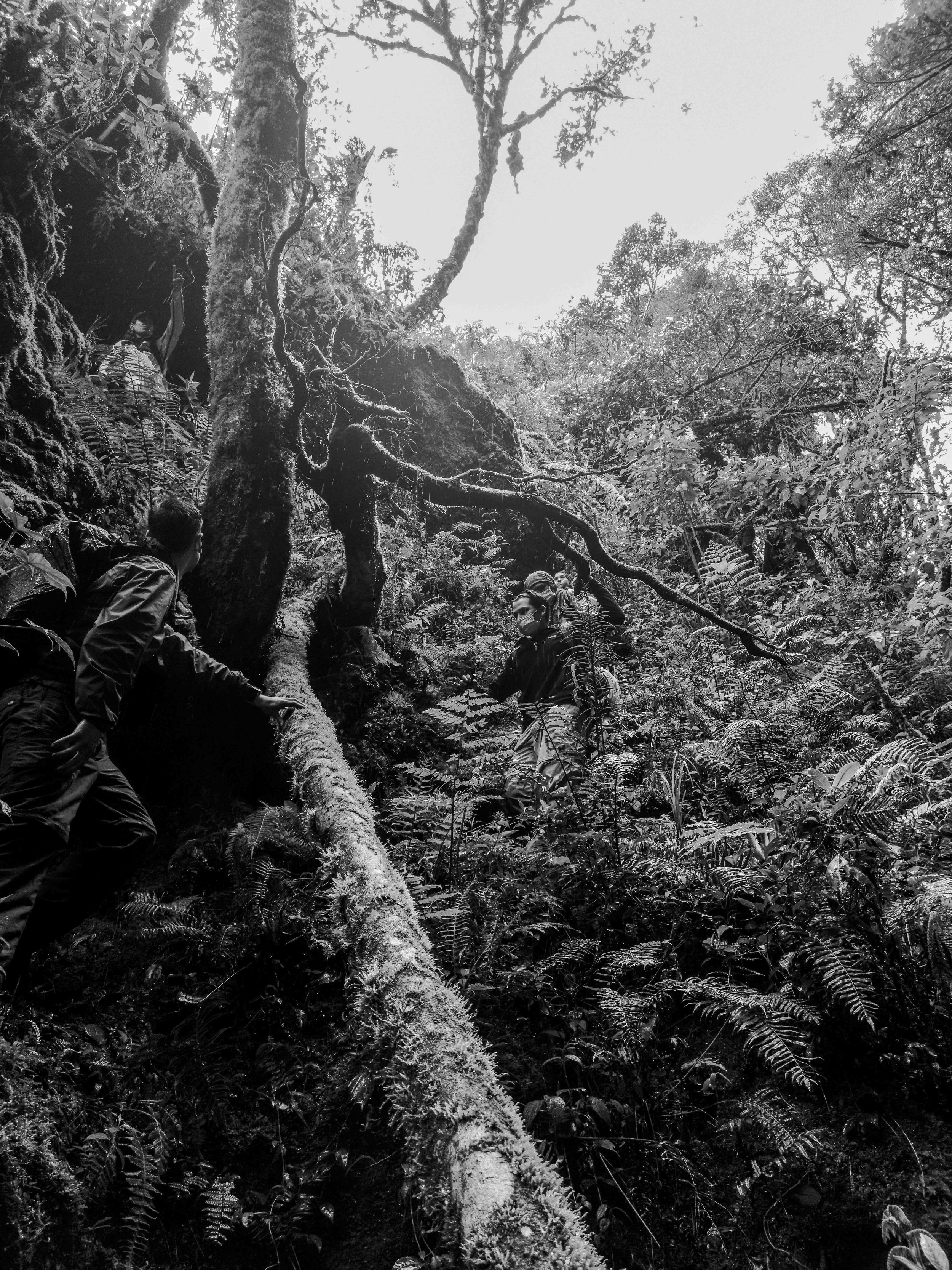 VISUAL AMAZONIA-6.jpg